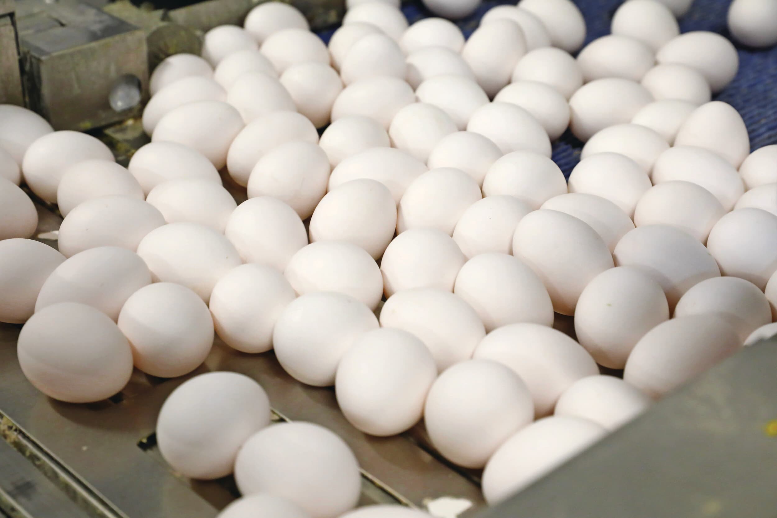 salmonella pluimvee besmettingen