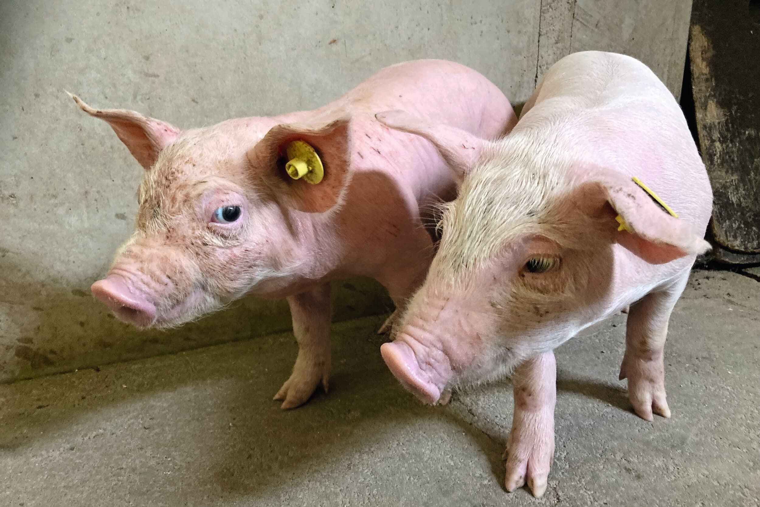Jonge biggen met symptomen, veroorzaakt door het syndroom. Foto: Royal GD