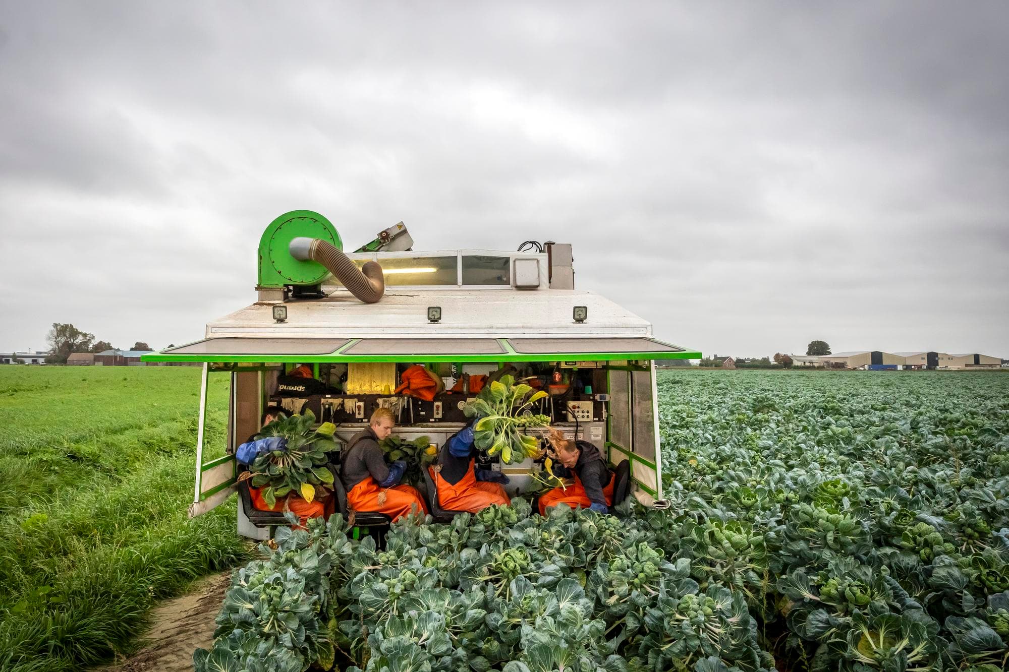 Spruiten plukken. Wie voor dit soort werk zzp'ers inhuurt, moet vaker aantonen dat er geen vast dienstverband nodig is. Foto: Roel Dijkstra