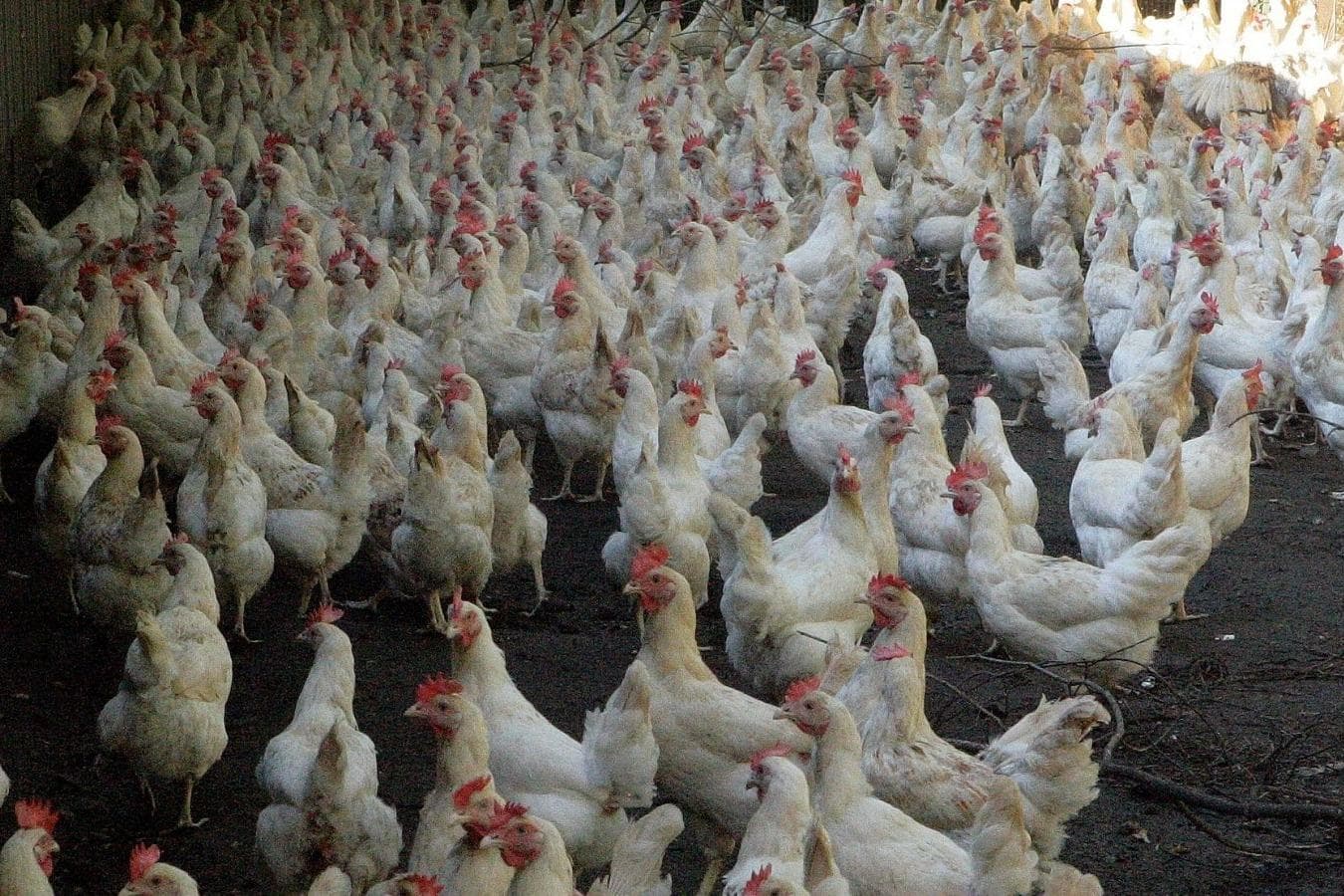 Van de belangrijkste leveranciers van Tesco in het Verenigd Koninkrijk en Ierland rapporteert inmiddels 97% over de resultaten op het gebied van dierenwelzijn. Foto: Henk Riswick