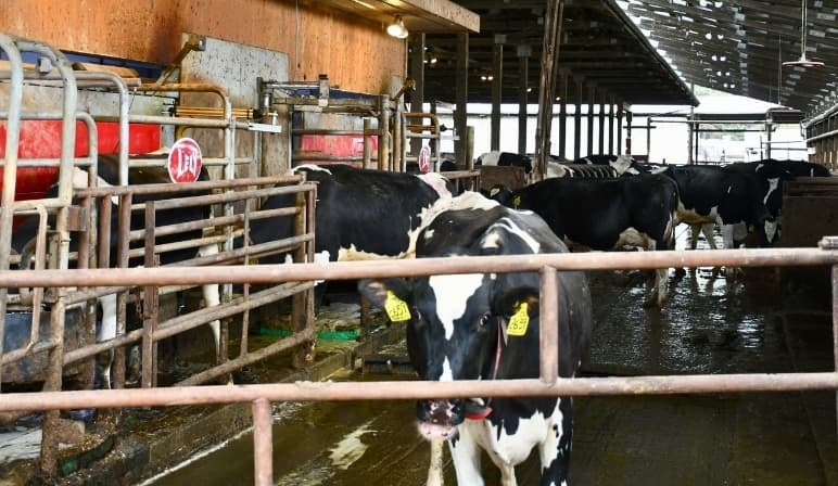 Nederlandse emigrant houdt 1.450 melkkoeien gezond met data uit melkrobots