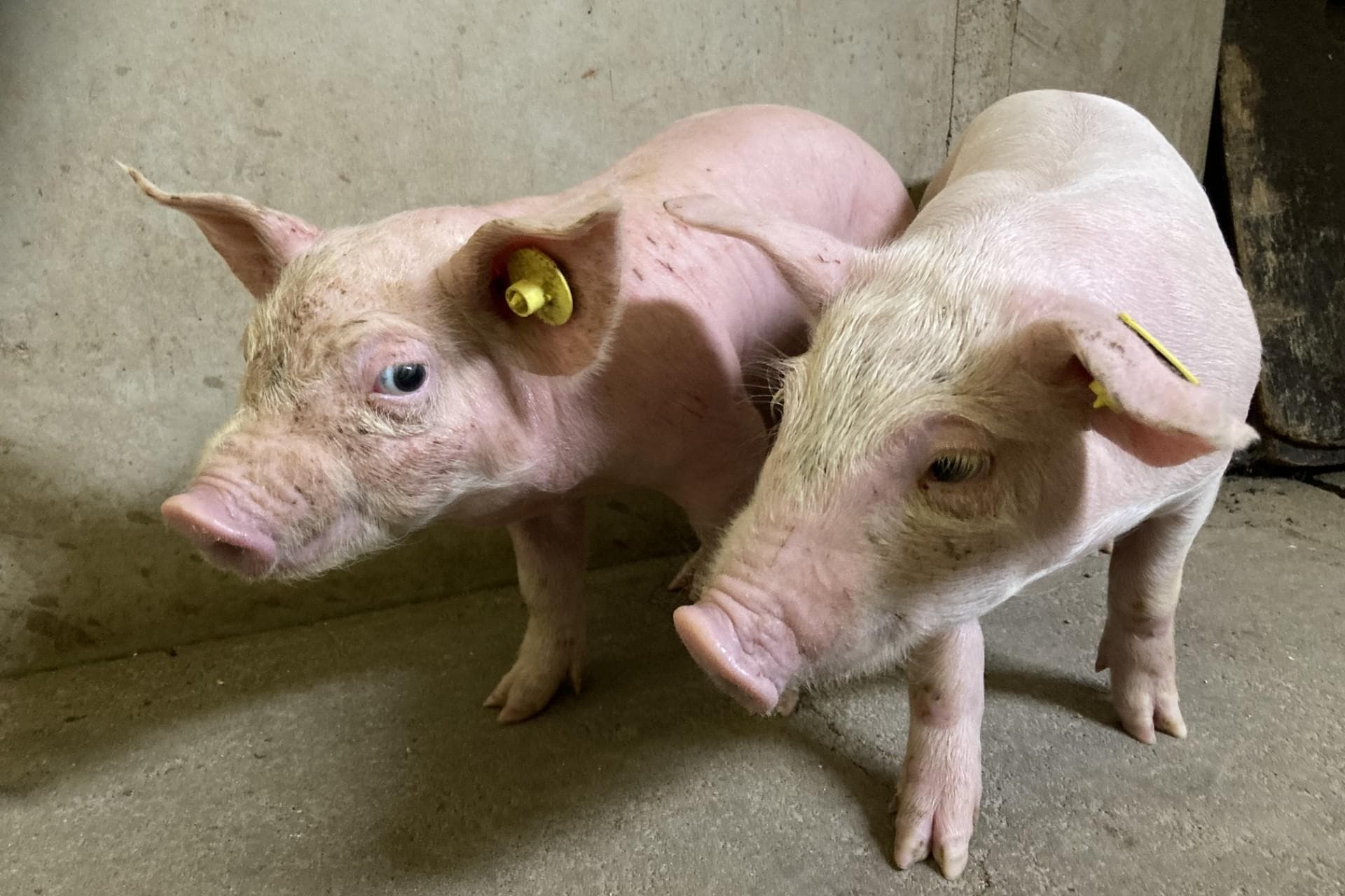 Biggen die zijn geïnfecteerd met de nieuwe parvovariant. Beeld: Royal GD