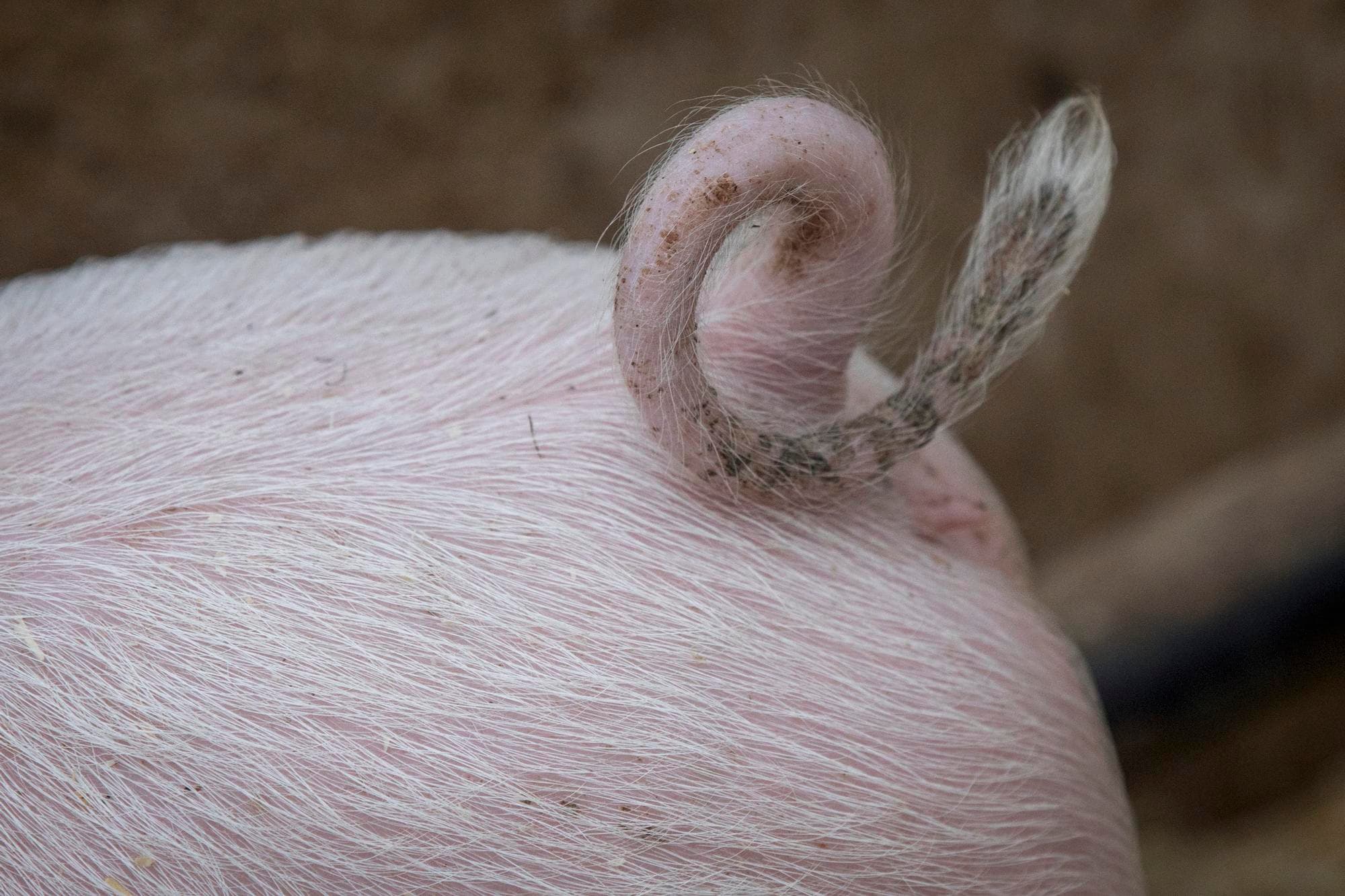 Foto: Koos Groenewold
