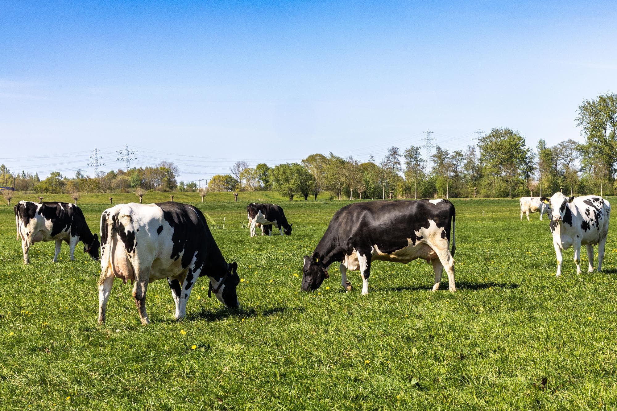Melkveehouders mogen vanaf 2035 maximaal 2,6 grootvee-eenheden per hectare houden, waarbij samenwerking met akkerbouwers binnen 25 kilometer is toegestaan. Vanwege de grote impact van deze maatregel trekt het kabinet €215 miljoen uit voor flankerend beleid voor melkveebedrijven, vooral in veedichte gebieden. Foto: Ronald Hissink