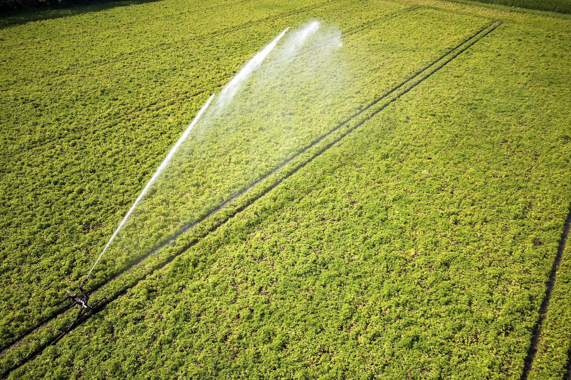 Voor Nederland rekent Brussel erop dat er 8% minder aardappelen van een hectare worden gehaald dan in 2025. Foto: Bert Jansen