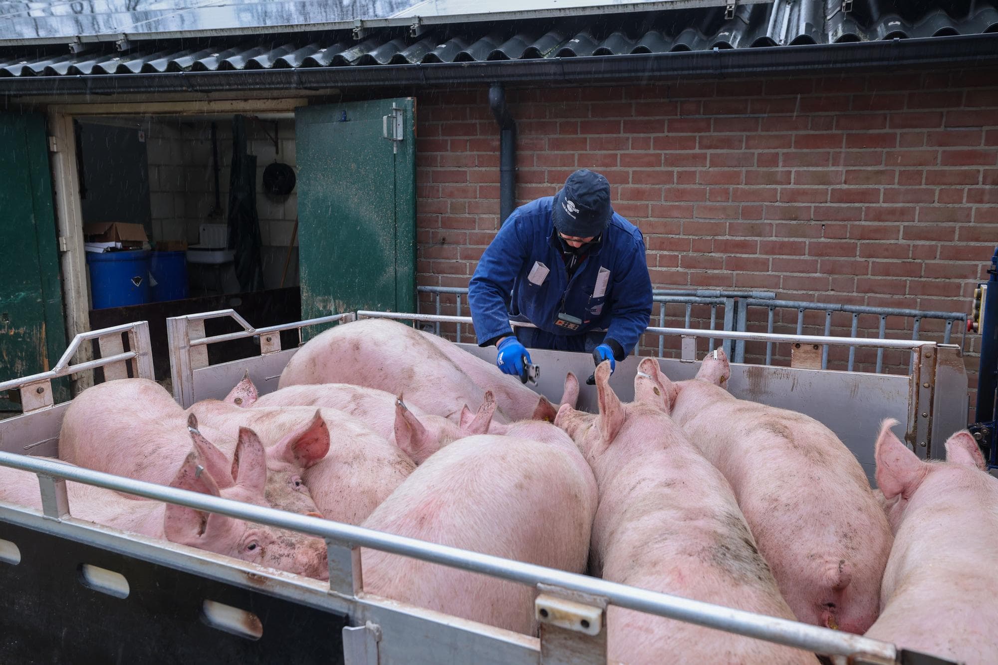 Een overaanbod zet de opbrengstprijzen van varkens in grote delen van de wereld onder druk. Foto: Bert Jansen