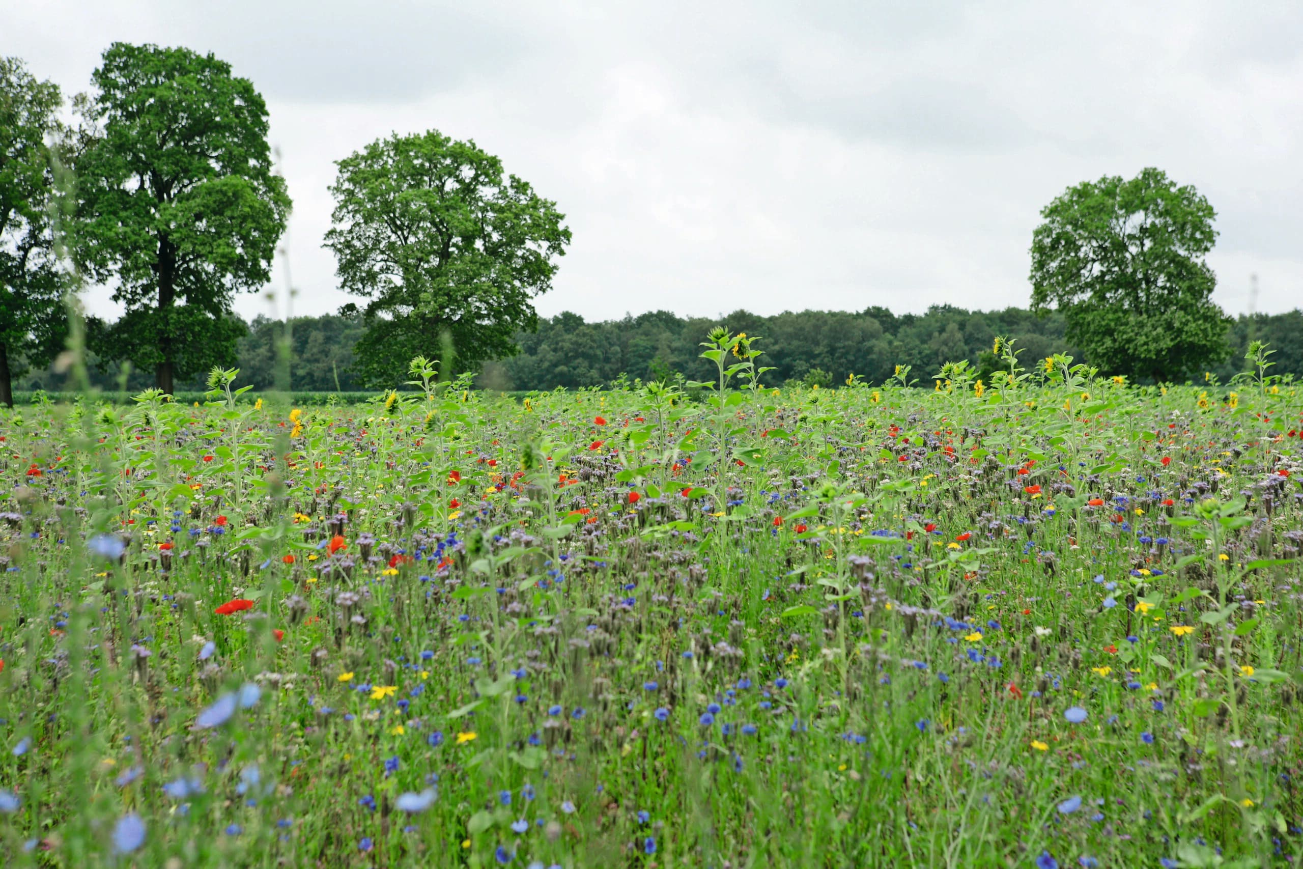 bestuivers herstel