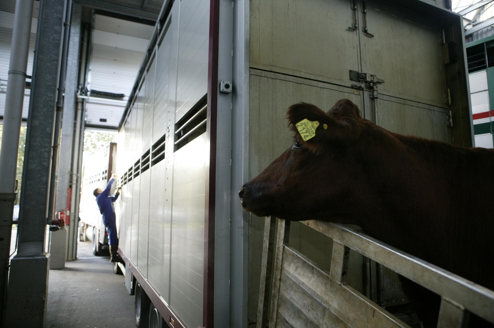 De SEM-regeling biedt een vergoeding voor veehouders die gedurende drie jaar 10 tot 20% minder koeien gaan houden. De belangstelling voor de regeling is zeer beperkt. Foto: Mark Pasveer