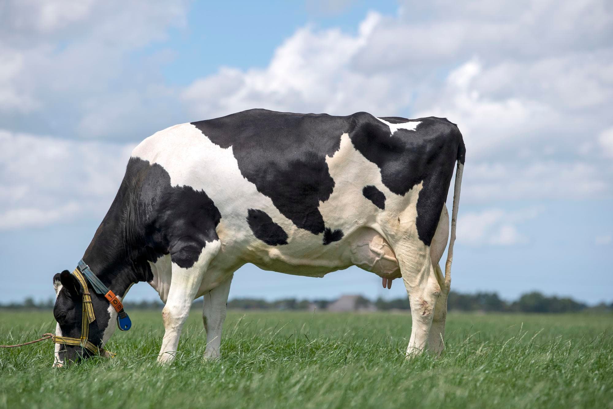 Een koe met prima beenwerk. Een ongewenst gen kan bij koeien echter een ongewenste botstructuur teweegbrengen. Foto: Mark Pasveer