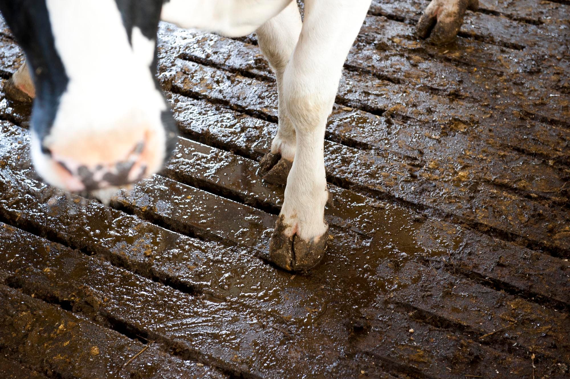 Een mengsel van bacteriën, schimmels en algen op de roosters kan de ammoniakemissie in de stal en op het land met 40 tot 60% verlagen. Foto: Wick Natzijl