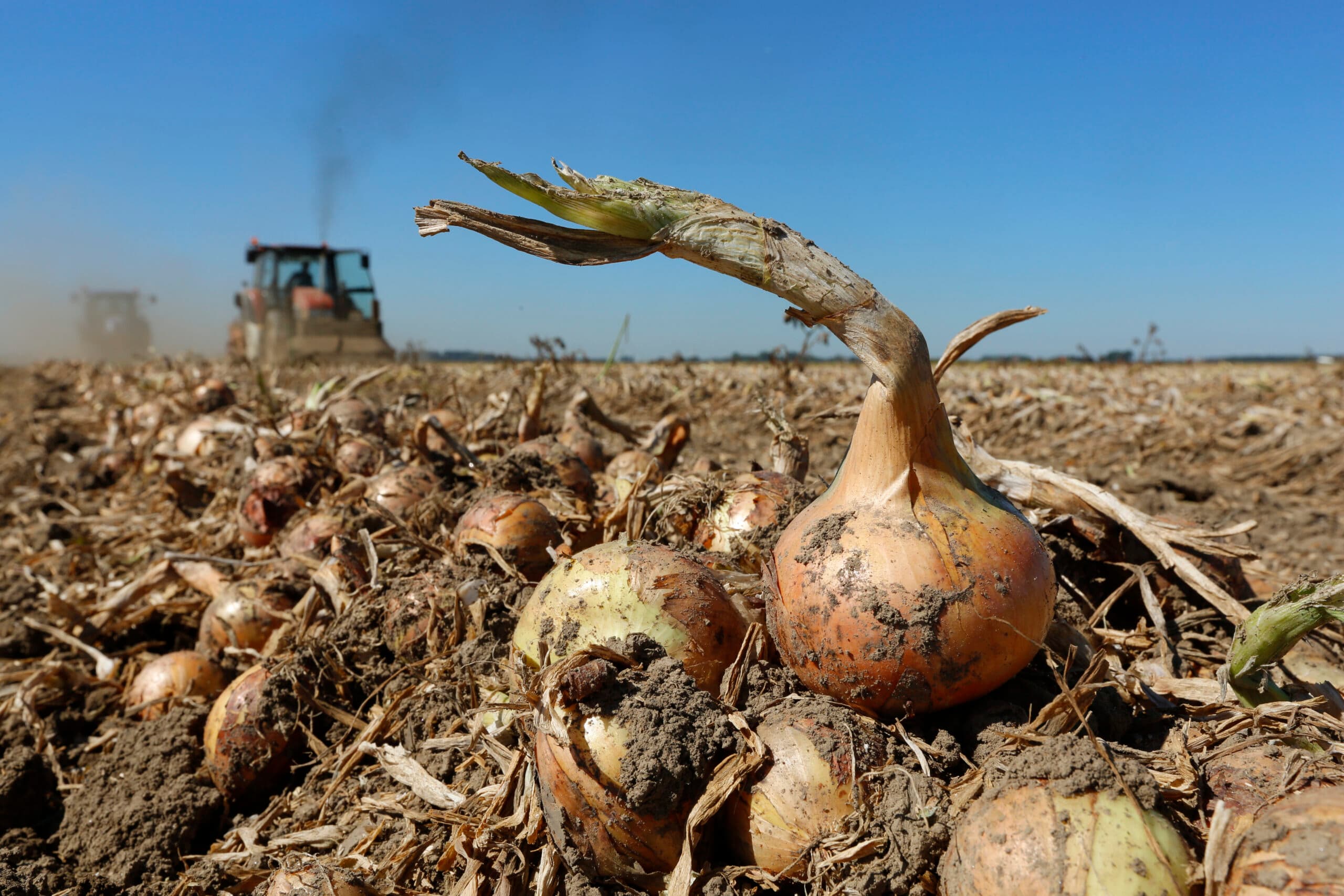 Droogte pakt goed uit voor prijzen plantuien