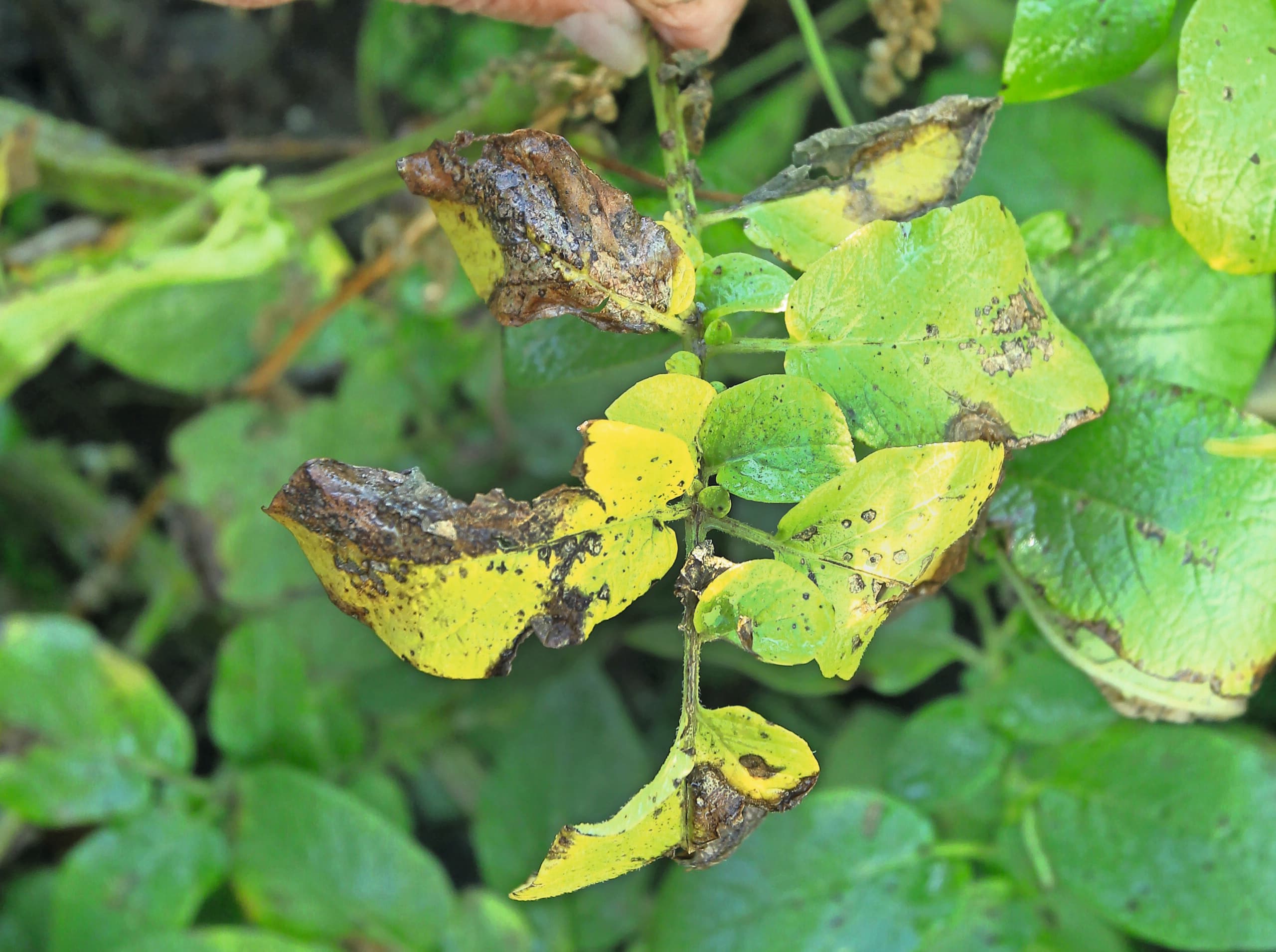 Alternaria