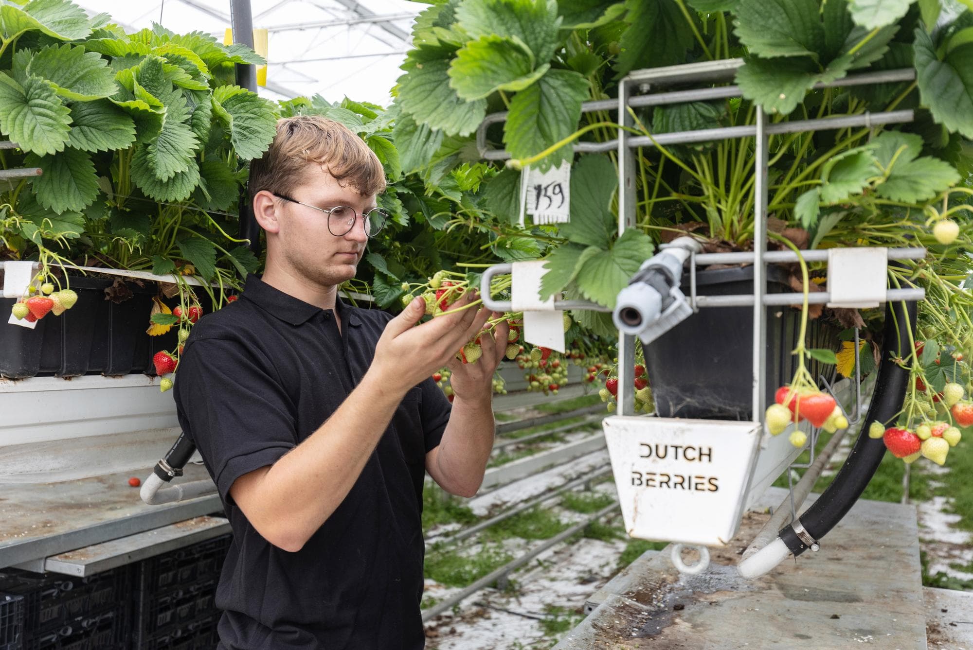 Aardbeienbedrijf Dutch Berries wordt overgenomen door Royal Berry. Foto: Herbert Wiggerman