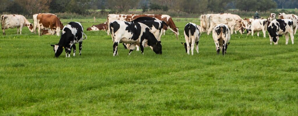 Gras is en blijft een belangrijk onderwerp voor de rundveehouderij. - Foto: Ronald Hissink