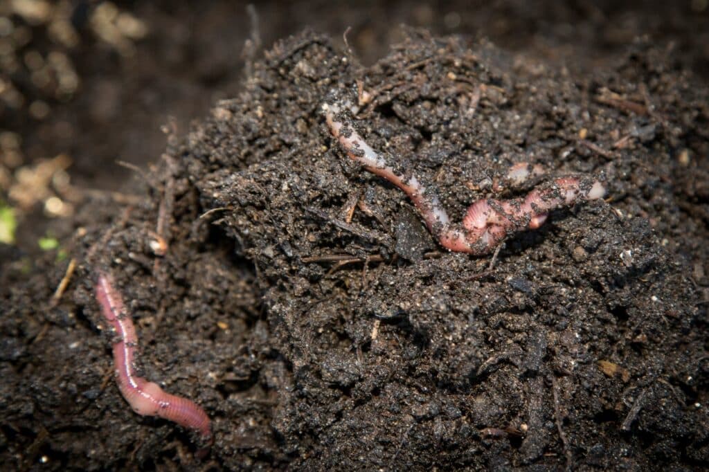 Profielkuil: onderzoek naar de bodemstructuur. Regenwormen zijn belangrijk voor een gezonde bodem. - Foto: Koos Groenewold