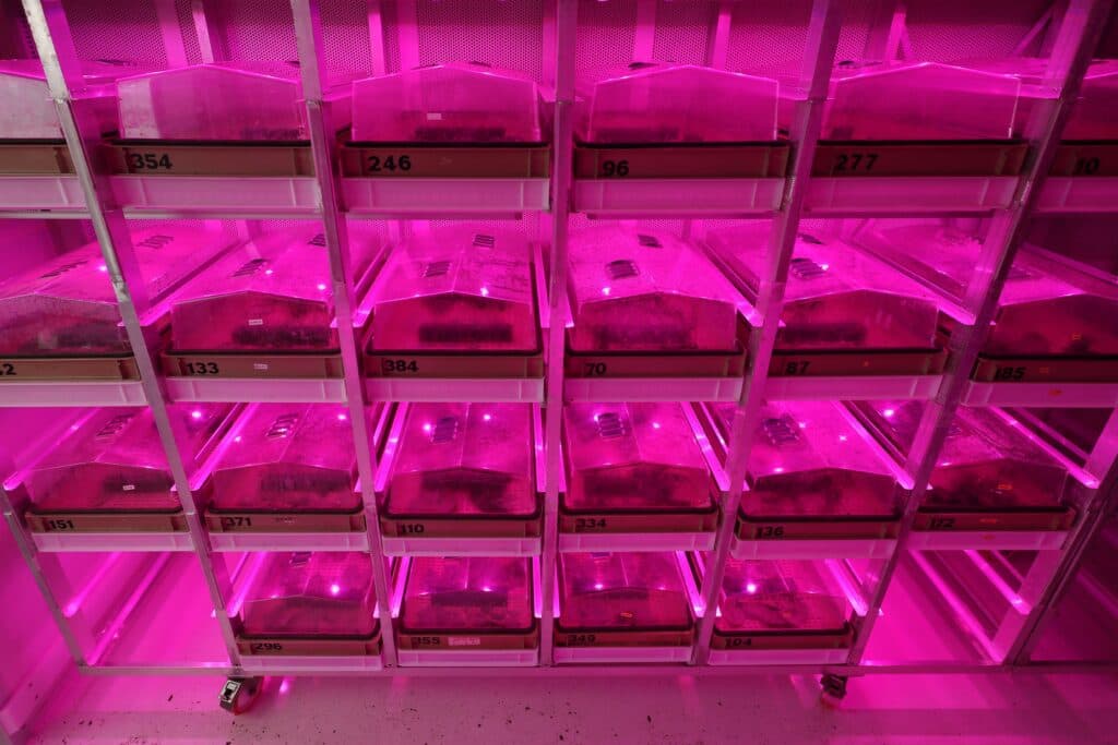 Aardappelblad in een kweekkas van Agrico, handelshuis voor aardappelen. De aardappelplanten worden getest op resistentie tegen phytophthora. - Foto: Ruud Ploeg