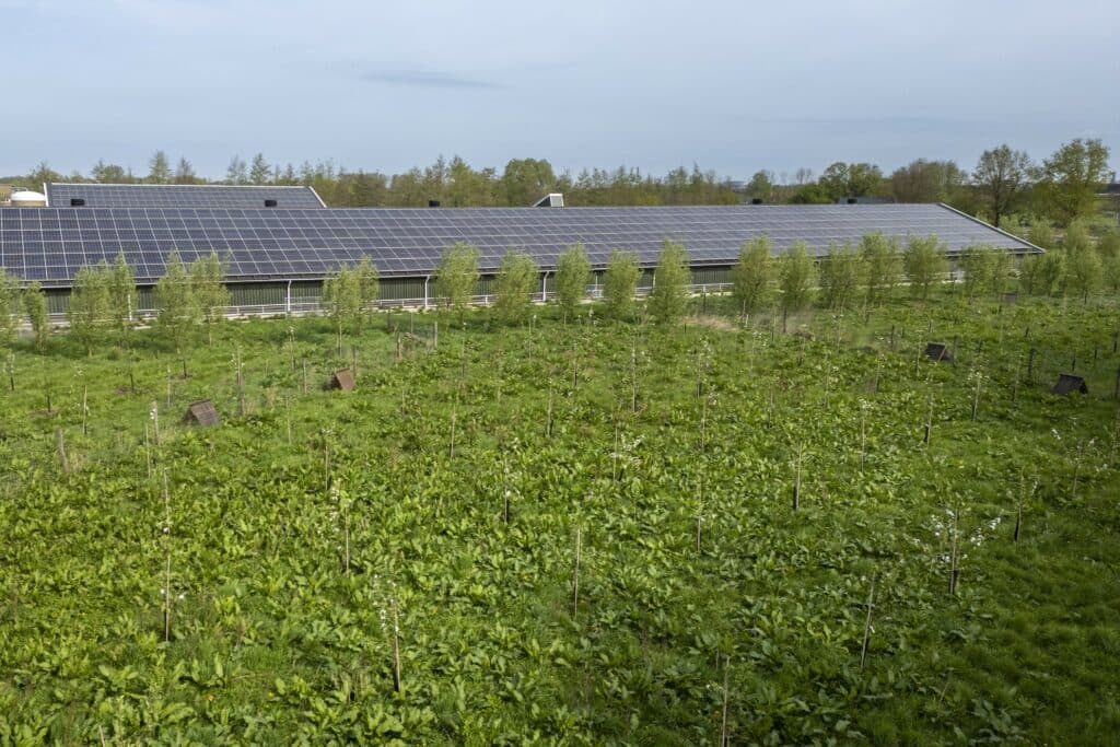 Zonnepanelen op een pluimveestal