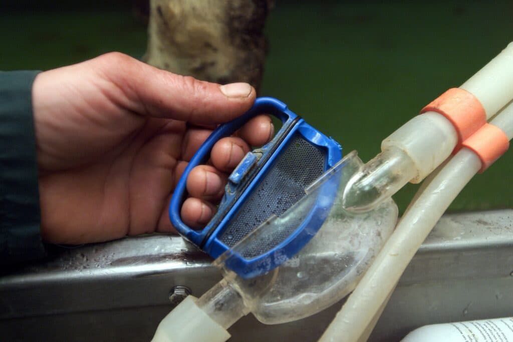 Hygiënemaatregelen tegen mastitis. Controle van de mastitisdetector in de melkslang. Foto: Willem Hissink