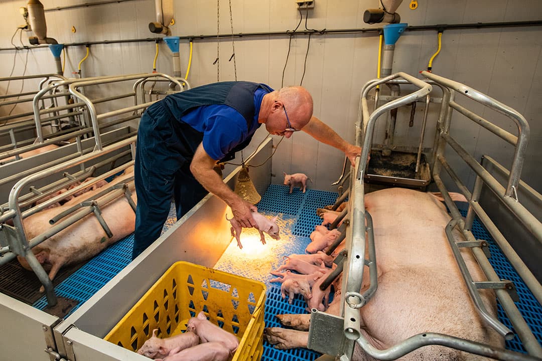 De biggen die het eerst ter wereld kwamen gaan tijdelijk in een krat, zodat degene die later zijn geboren gelegenheid krijgen biest te drinken. - Foto's: Ronald Hissink