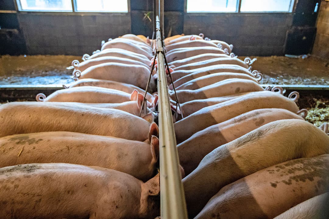 Vorig jaar is het rantsoen van de vleesvarkens aangepast om meer spier op de varkens te krijgen.