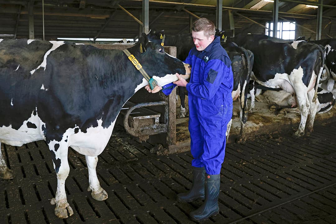 Martin is de vijfde generatie op het familiebedrijf. Hier controleert hij de CowScout-halsband van een van de 175 koeien.