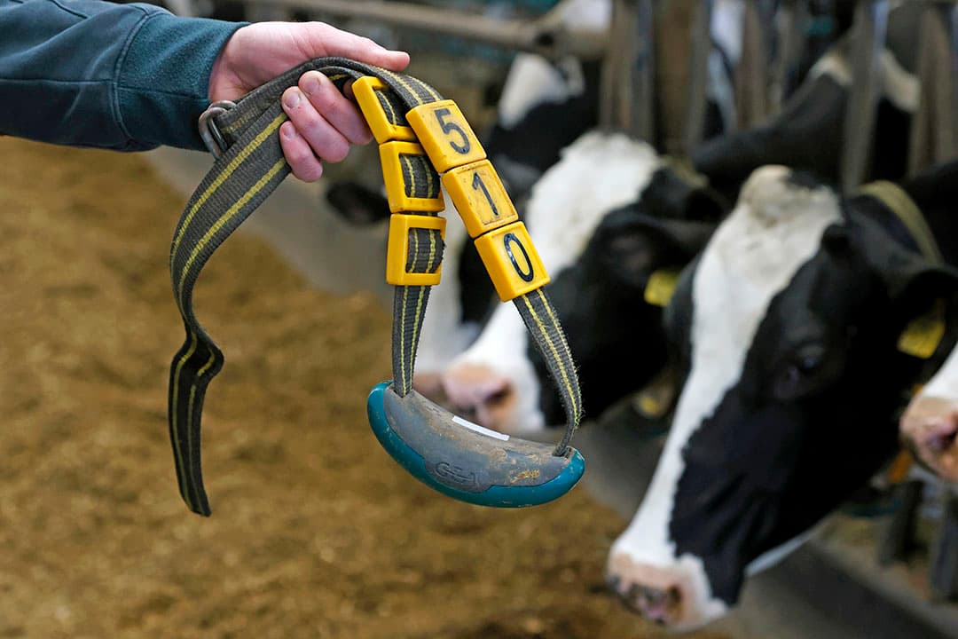 De halsbanden blijken in de praktijk ‘koe-proof’ en hebben een verwachte levensduur van 7 à 10 jaar.