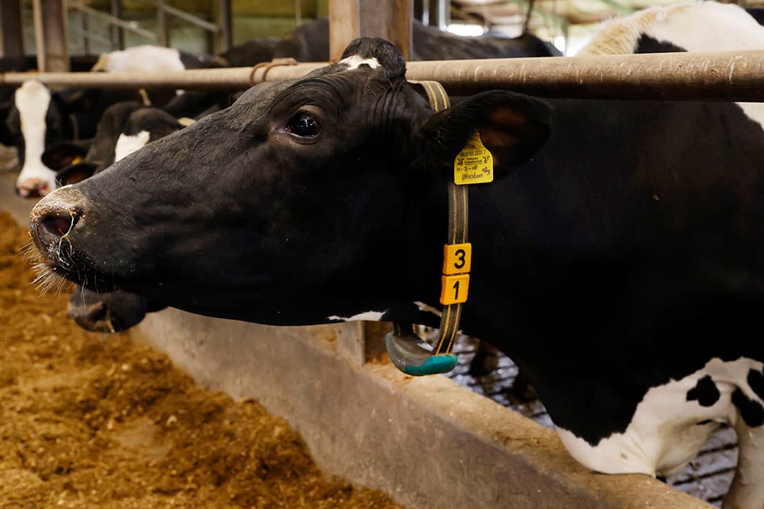 Het dagrantsoen wordt verder aangevuld met 2,2 kg raapschroot, 1 kg droge stof bierbostel, 2 kg droge stof CCM, 1,5 kg tarwegistconcentraat en maximaal 11 kg krachtvoerbrok. De vaarzen krijgen hooguit 9 kg brok.