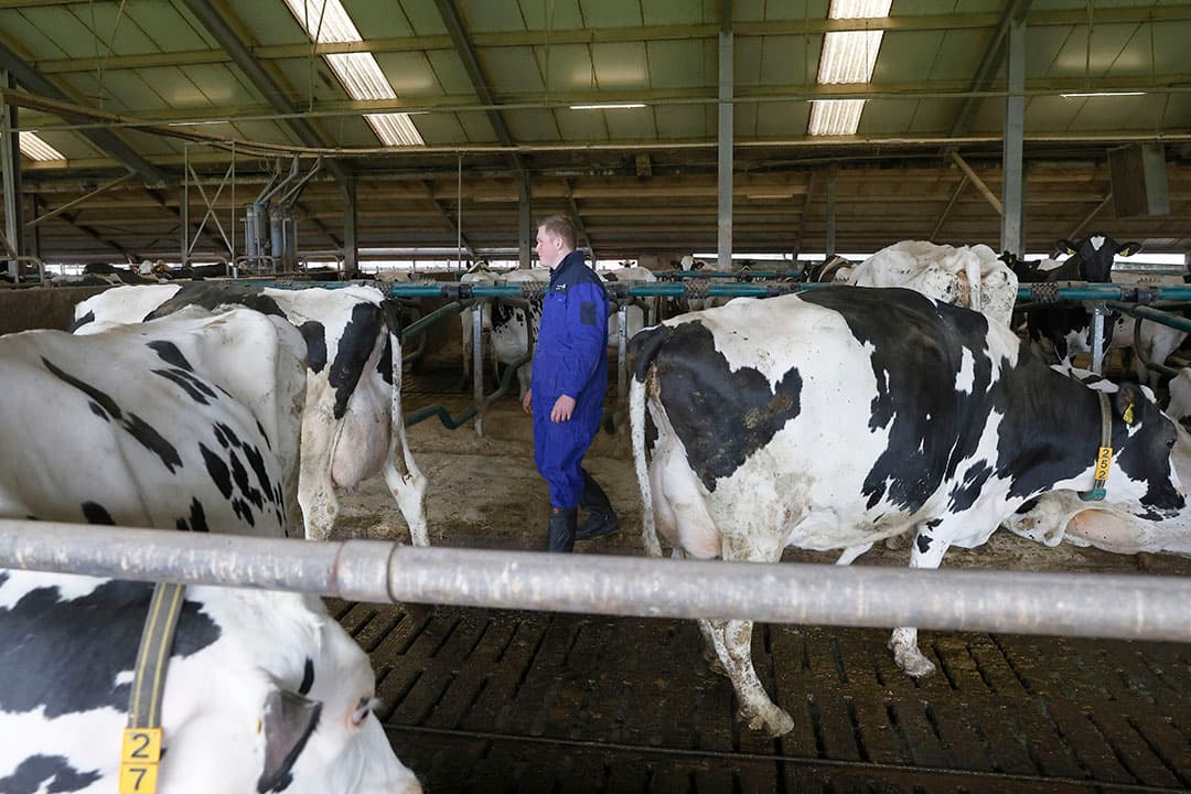 Van den Hengel kreeg in 2019 niet alleen POP3-subsidie voor de GEA CowScout. Hij kreeg dezelfde subsidie ook voor een investering in 1.800 kuub extra mestopslag in de kelder onder de ligboxenstal. Zo kon hij van 7 naar 10 maanden mestopslag gaan. De veehouder kreeg 40% van de investering van € 220.000 vergoed.