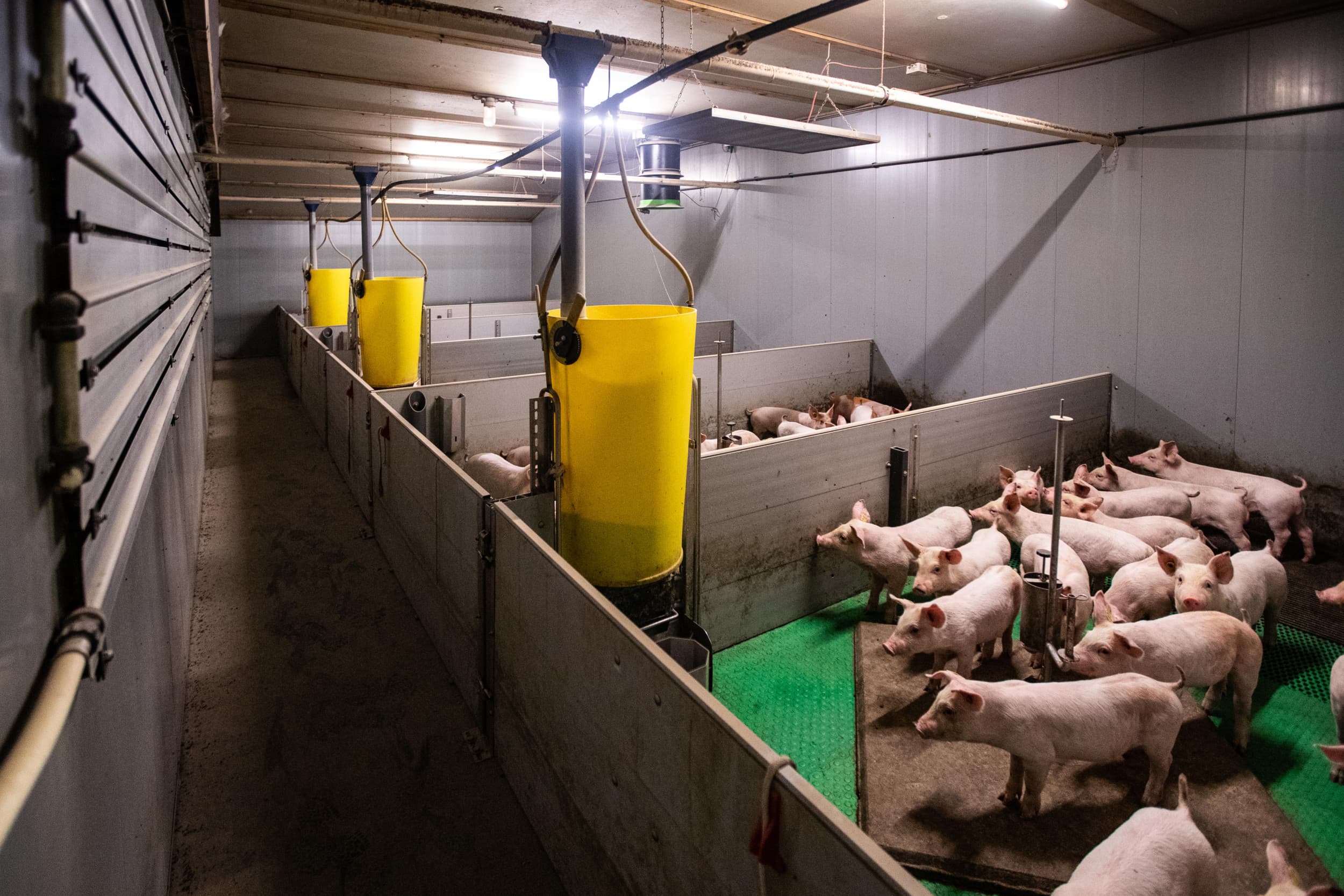 energiebesparing varkensbedrijf