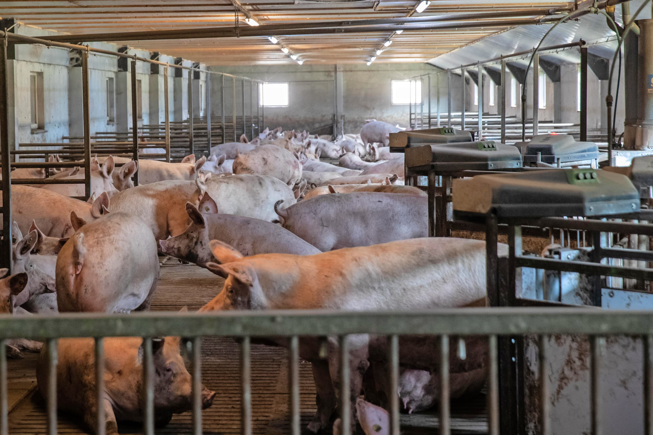 Rutgers voldoet aan de Beter Leven-eisen. De zeugen worden gehouden in drie grote groepen. Er is voldoende daglicht. Inclusief het aanleerstation heeft de varkenshouder in totaal 11 voerstations. – Foto’s: Ronald Hissink