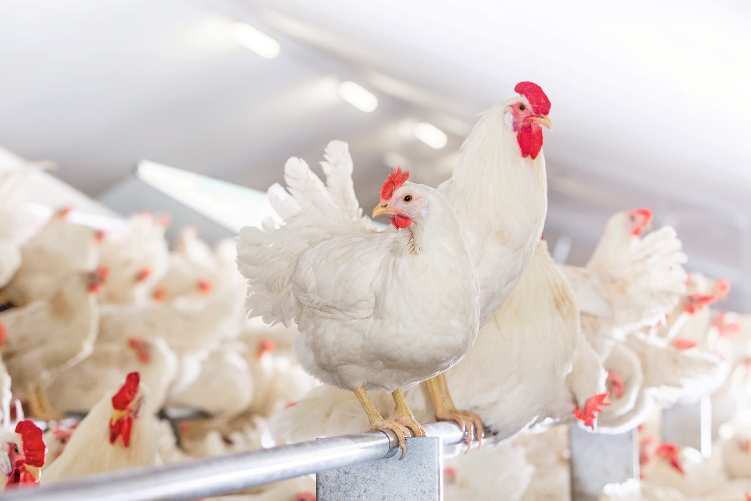 DeKalb-legouderdieren met niet behandelde snavels. Bij een aantal leg(groot)ouderlijnen is het mogelijk de dieren zonder kappen te houden, mits zeer toegewijd management. Foto's: Hendrix Genetics