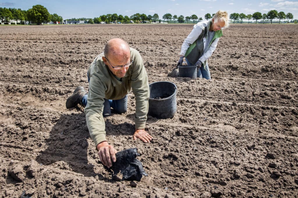Melkveehouders Ben en Anjo Gommers rapen resten van zonnepanelen uit hun perceel mais. “Het is een hele klus, maar we hebben geen haast, in tegenstelling tot collega's die gras gemaaid hadden liggen of willen gaan maaien of bemesten,” zegt de ondernemer. Foto Arie Kievit