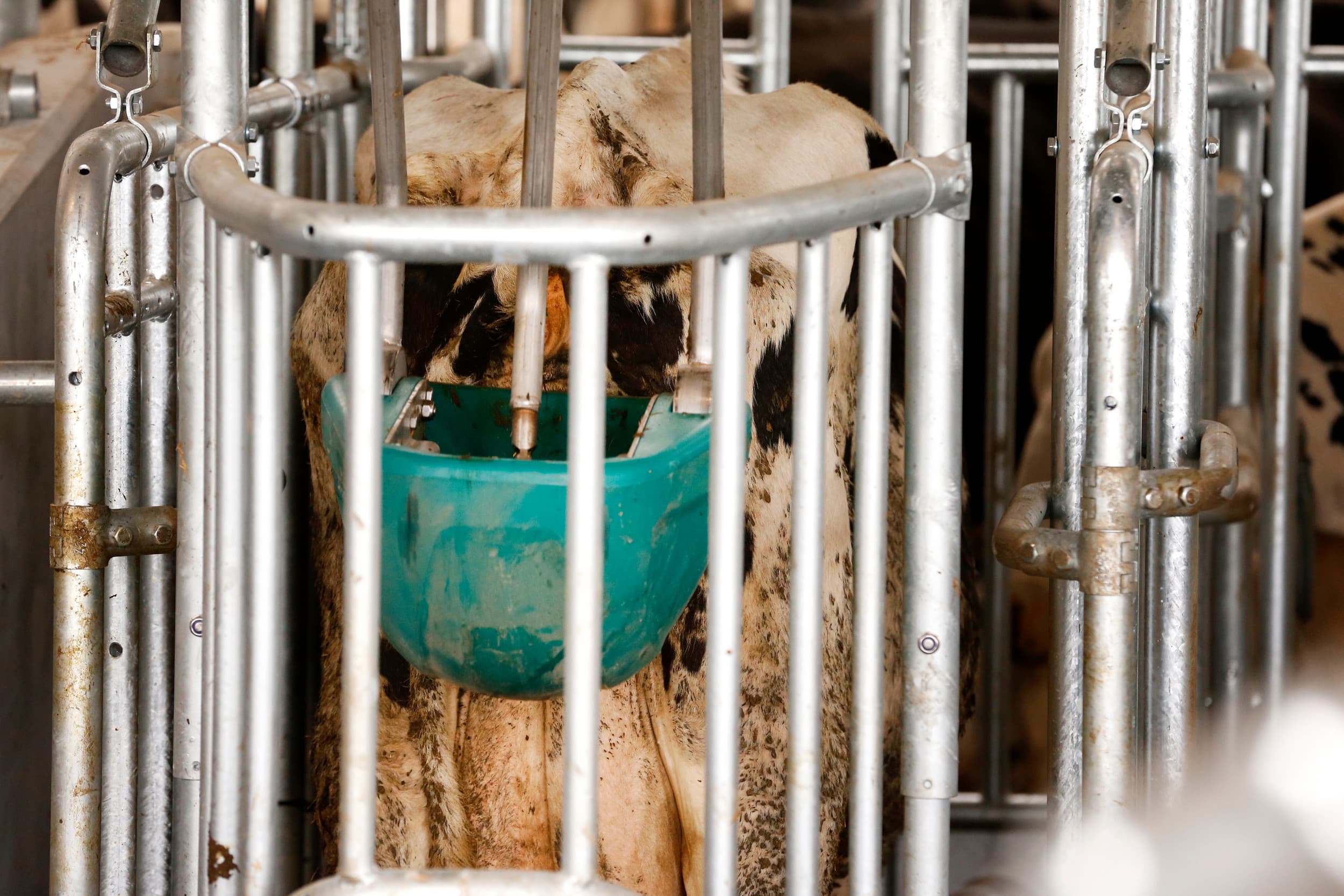 Het CowToilet van Hanskamp werkt door koeien te stimuleren om in een krachtvoerbox te urineren, waarbij de urine direct wordt opgevangen en afgevoerd om ammoniakvorming te voorkomen. Foto: Hans Prinsen
