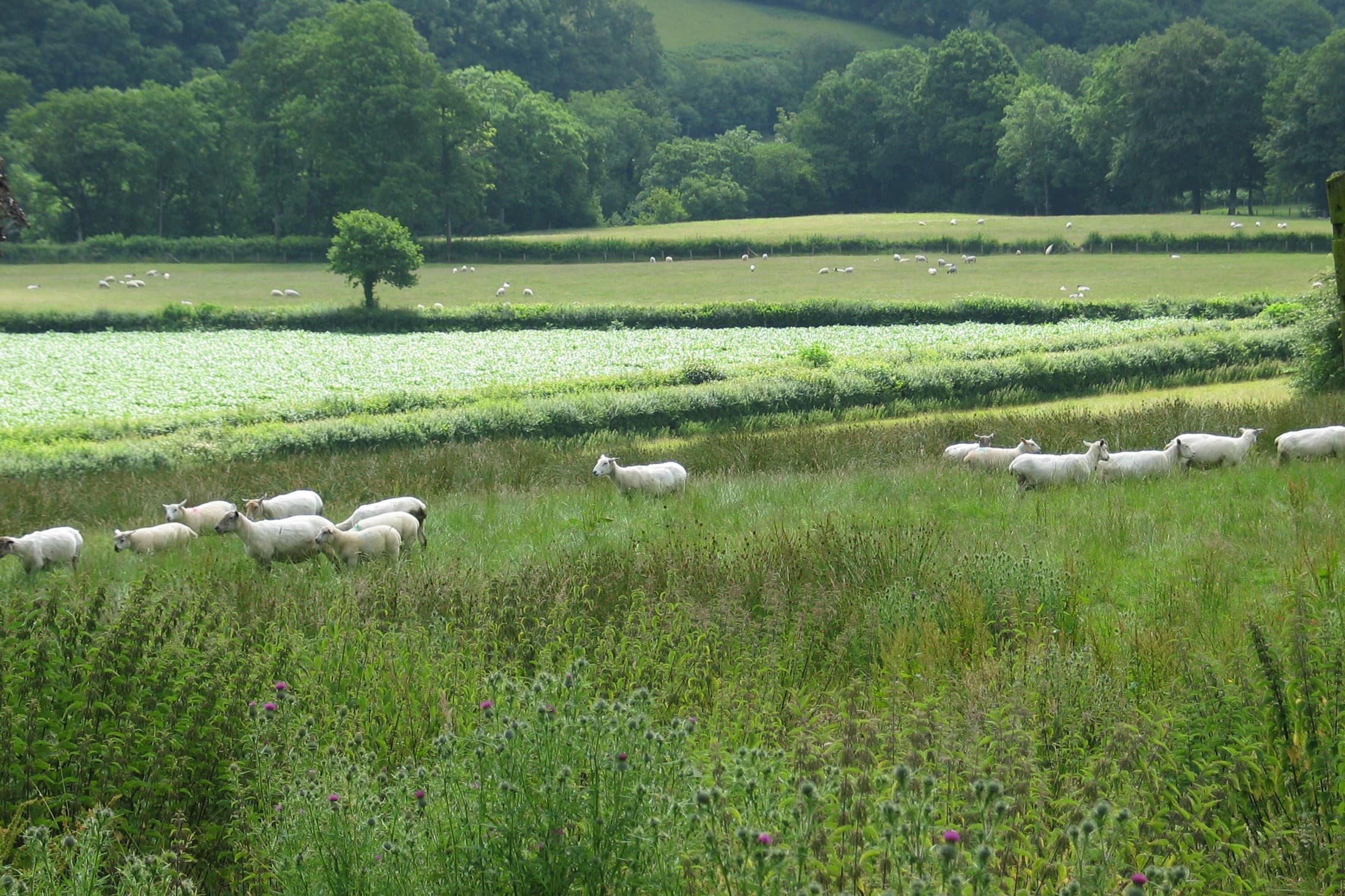 vogelgriep schaap
