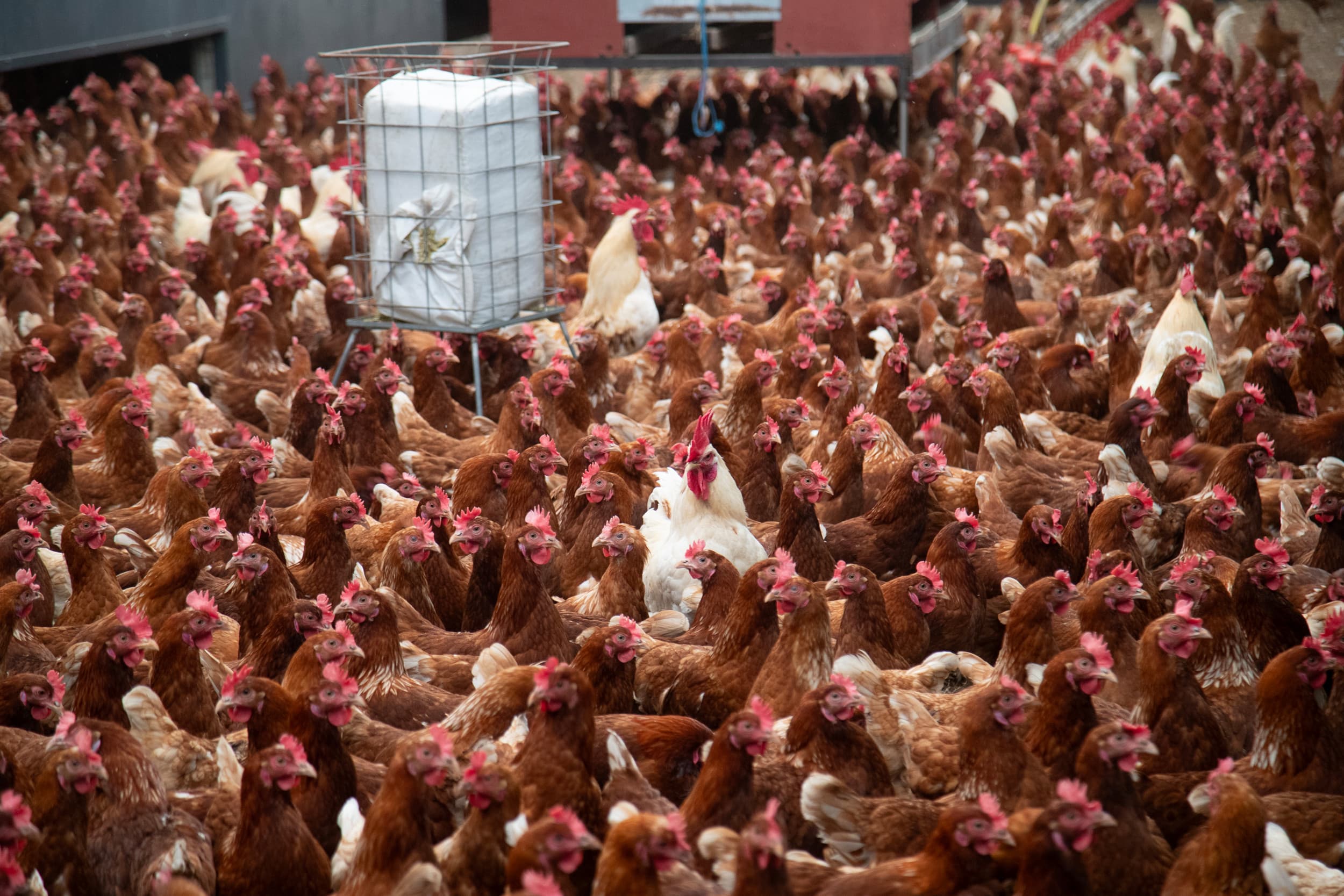 vaccins vogelgriep bij mensen