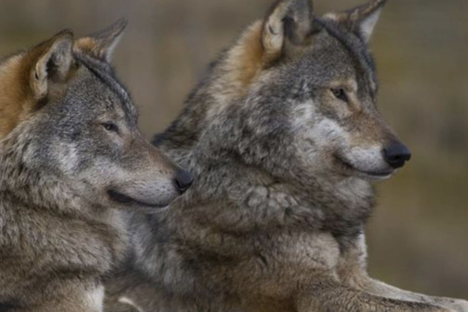 De wolf blijft beschermd, maar de regels voor het afschieten worden versoepeld. Foto: Canva