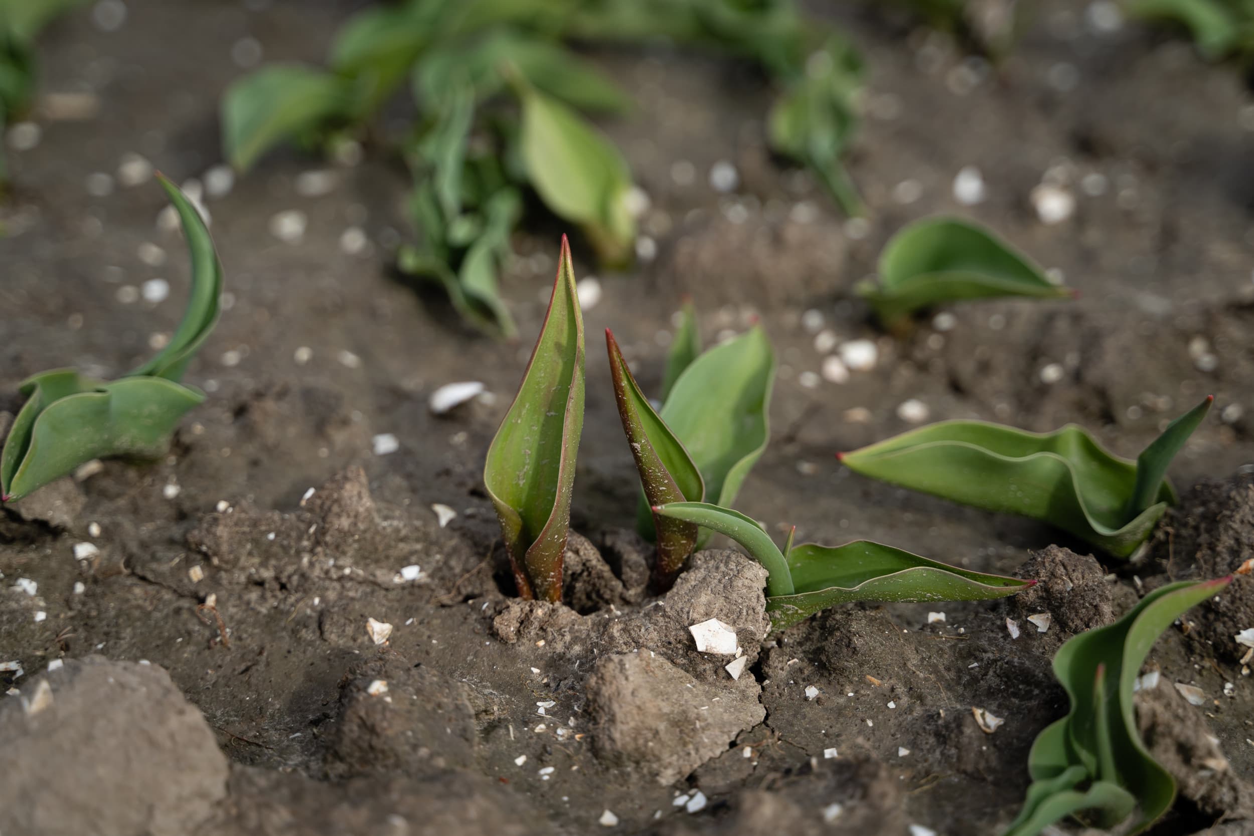 Tulpen in de vroege groeifase. In de bollenteelt wordt de schimmelbestrijder Pitcher ingezet tegen ziekten zoals Fusarium en Botrytis. De rechter heeft de toelating van het middel geschrapt vanwege onvoldoende toetsing op hormoonverstorende eigenschappen. Foto: Andrea van Schaik Fotografie