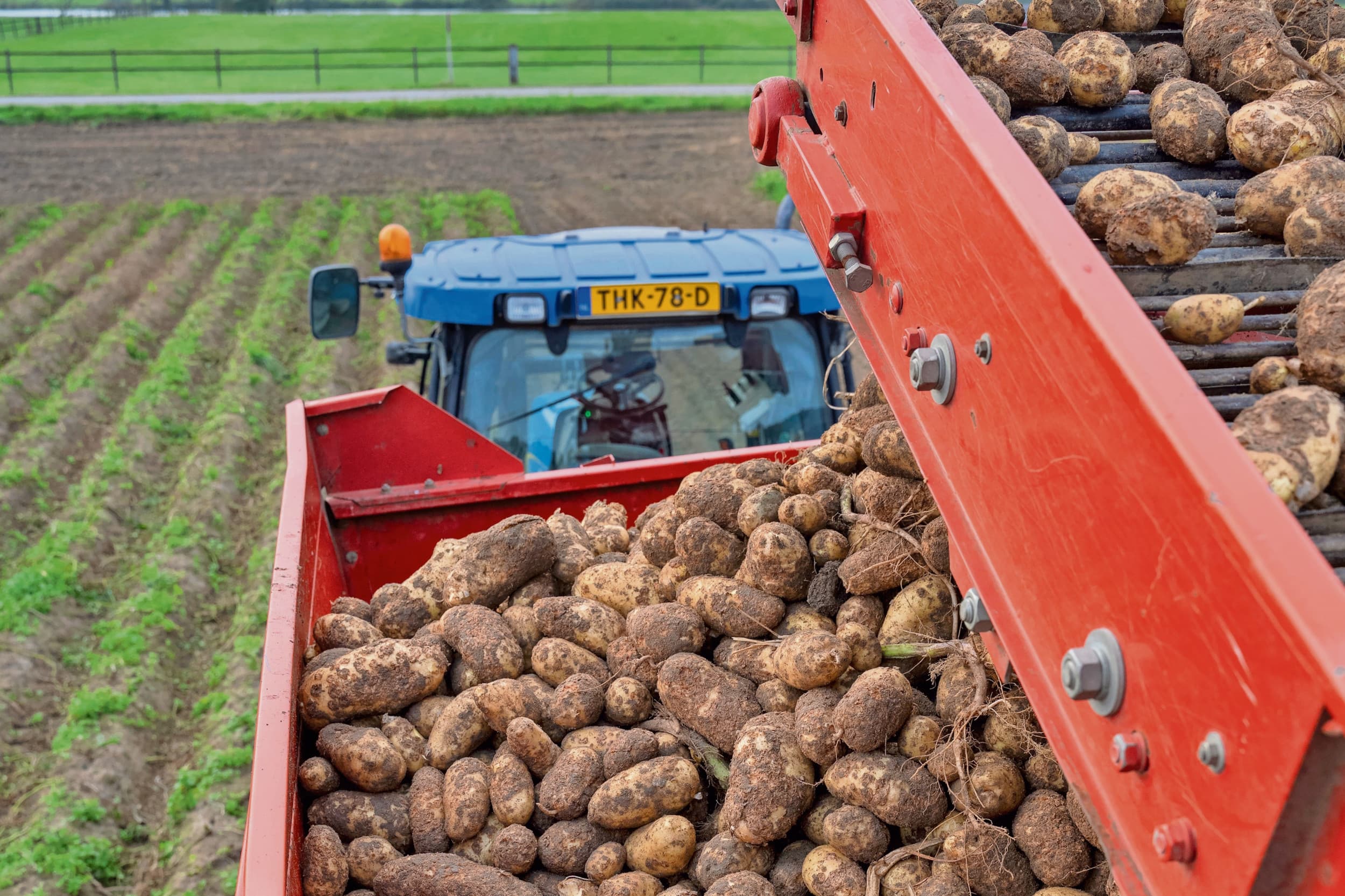 Oogst van fritesaardappelen. Het verminderen van de aardappelproductie helpt telers niet aan een beter inkomen. Foto: Bram Becks Fotografie