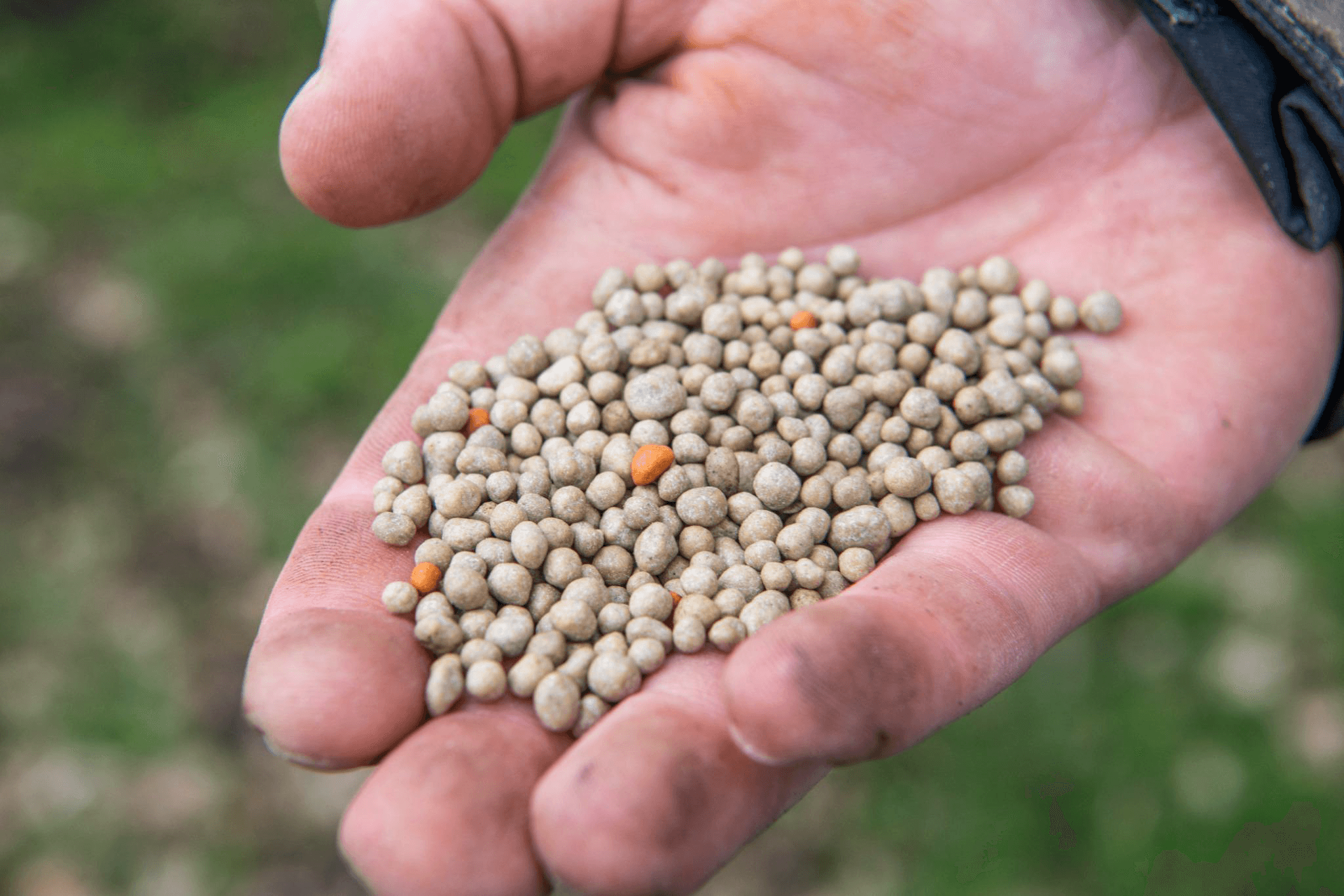 Nutramon Novo en Dynamon Novo verlagen de CO₂-uitstoot met minstens 50%, terwijl de opbrengst en kwaliteit gelijk blijven. Foto’s OCI
