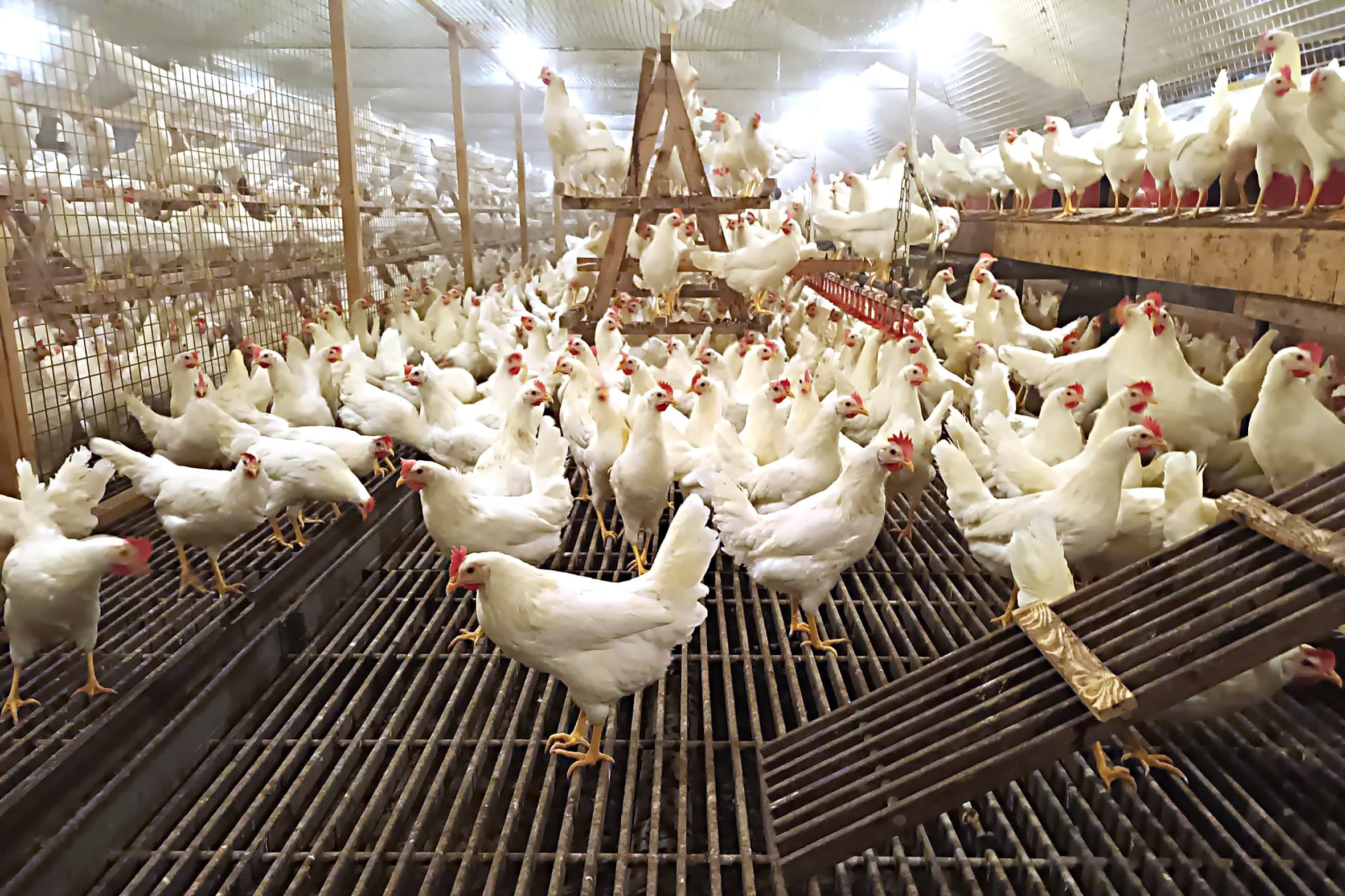 vogelgriep Putten is H5N1