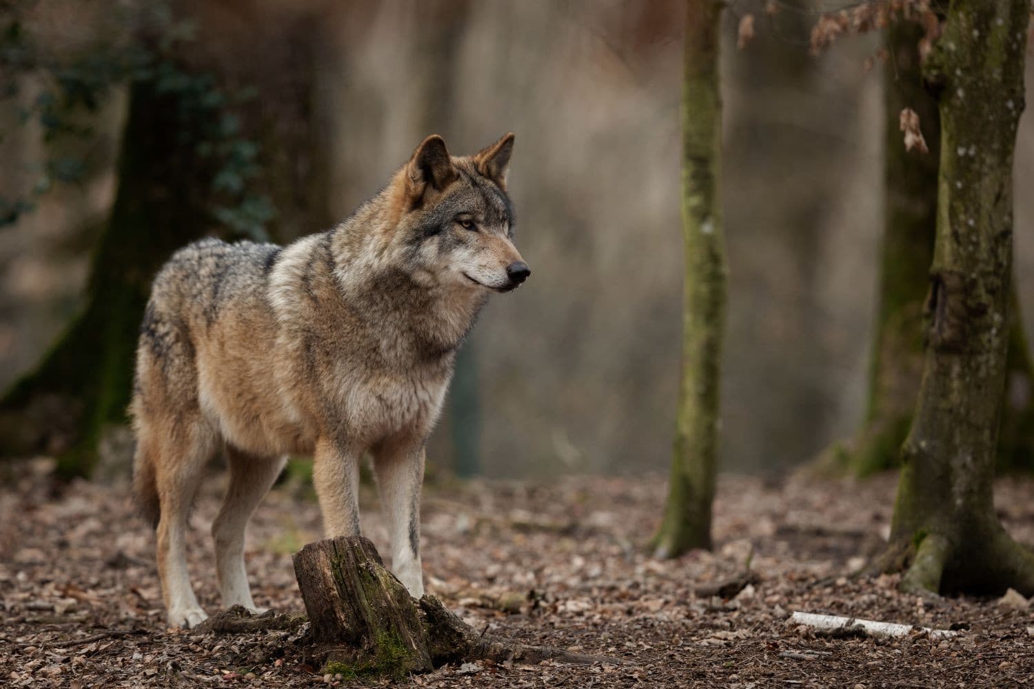 Een wolf. Van rewilding is sprake wanneer dieren als bevers, beren, lynxen, wolven of wilde zwijnen illegaal worden geherintroduceerd in gebieden waar ze niet meer voorkomen. Foto: Canva/AB Photography