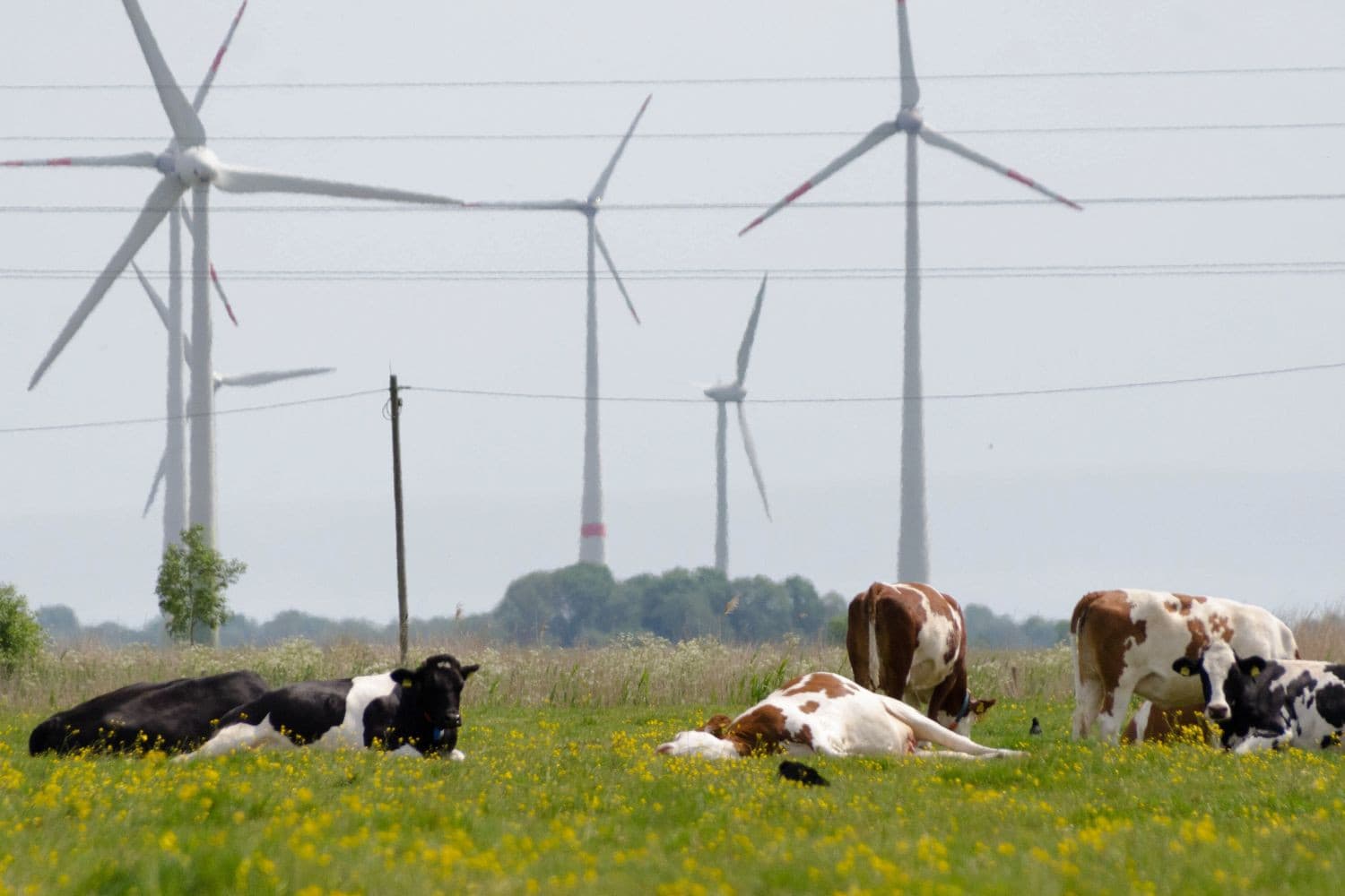 De provincie Zuid-Holland wil dat ministeries verder onderzoek doen naar zwerfstroom, omdat veehouders gezondheidsproblemen bij hun vee melden en windturbines als mogelijke oorzaak zien. Foto: Canva