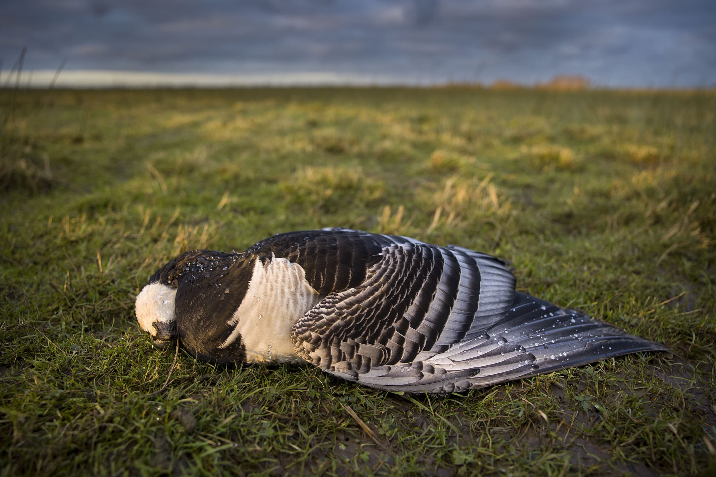 De laatste weken zijn tientallen wilde vogels aangetroffen die besmet bleken met hoogpathogene vogelgriep, H5N1. Foto: ANP