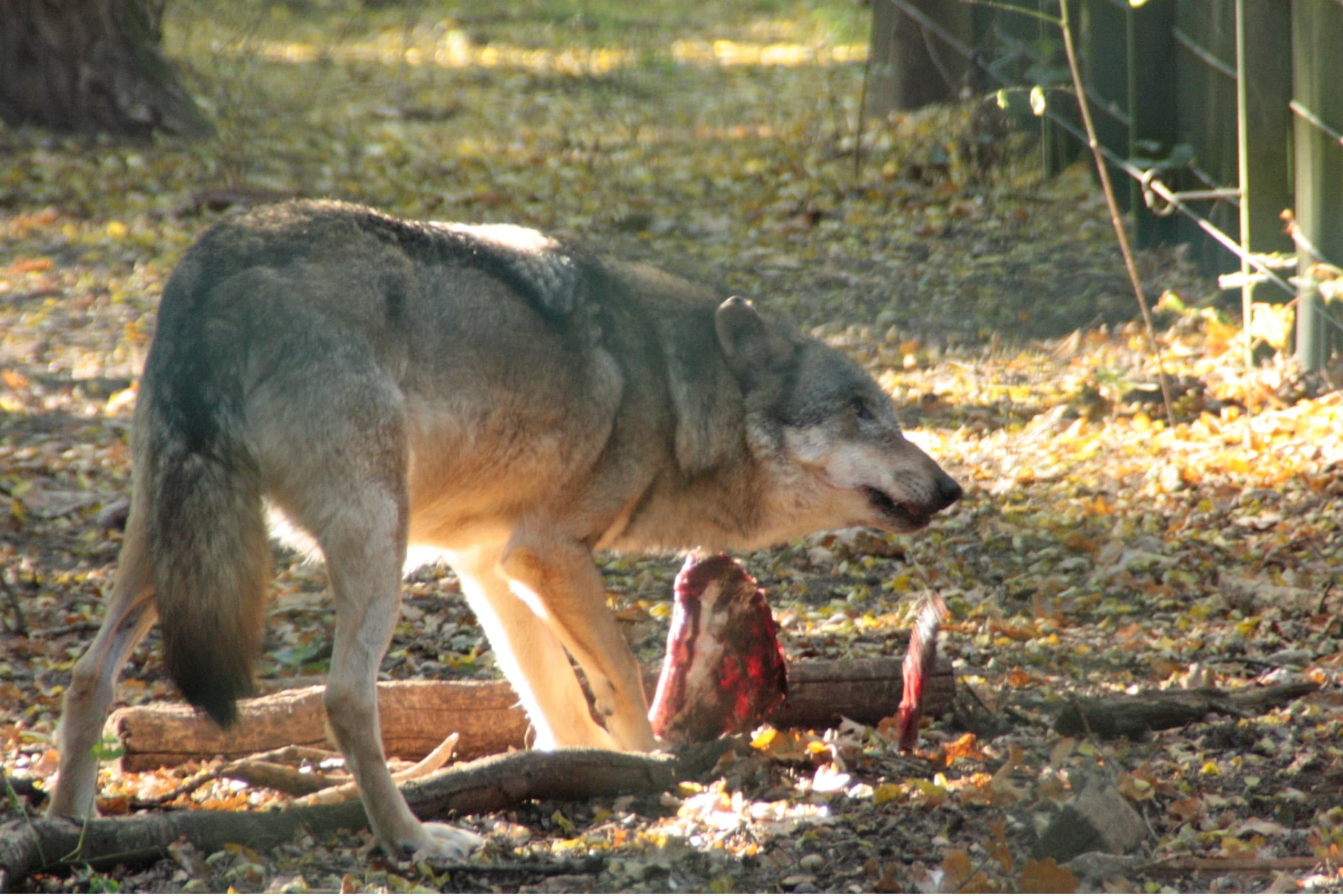 BBB wil wolf afschieten