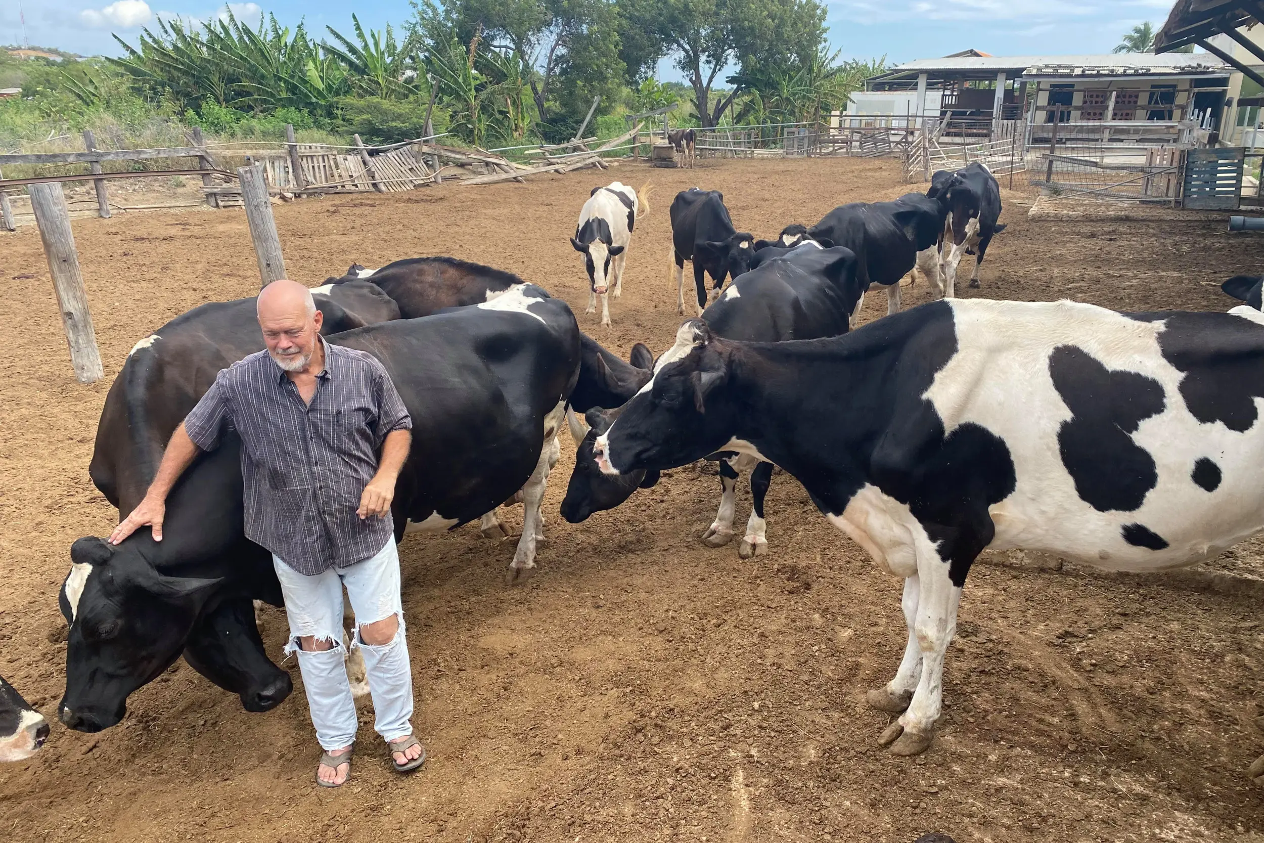 Peter van der Schot (66) heeft Nederlandse roots. Hij runt op Curaçao Natuurfarm Scherpenheuvel: een bedrijf met 15 melkkoeien. Alle melk wordt zelf verzuiveld . De afzet vindt plaats op het eiland zelf, maar ook op buureiland Bonaire. Op Curaçao zitten maar twee melkveehouders. Het eiland met 160.000 inwoners en veel toeristen, importeert veel zuivel uit Nederland en uit de VS. Foto’s: Marius Bremmer