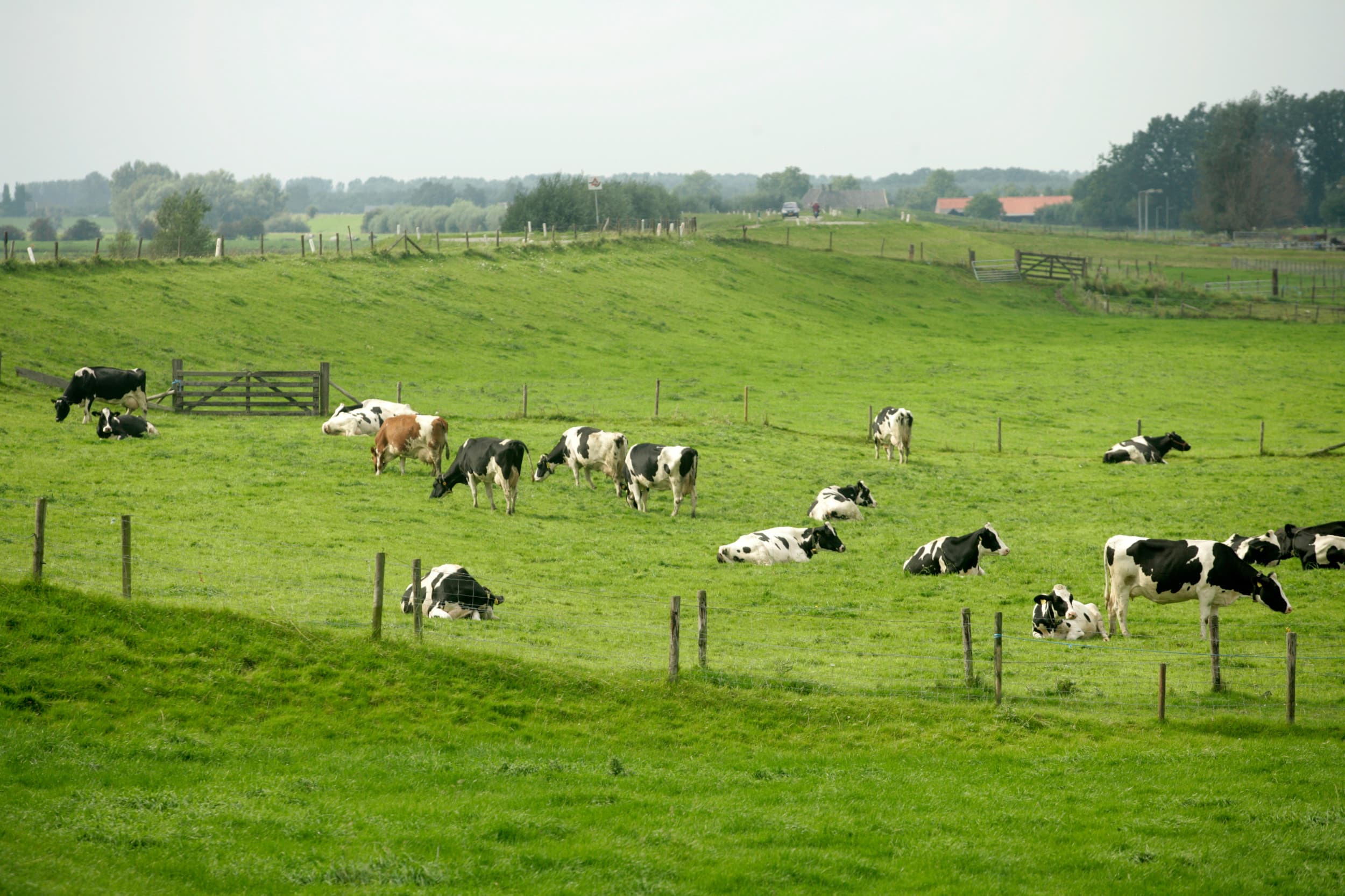 De Kamer eist in 2025 duidelijkheid van het kabinet over grondgebonden veehouderij, inclusief blijvend grasland en regionale samenwerking. Foto: Koos Groenewold