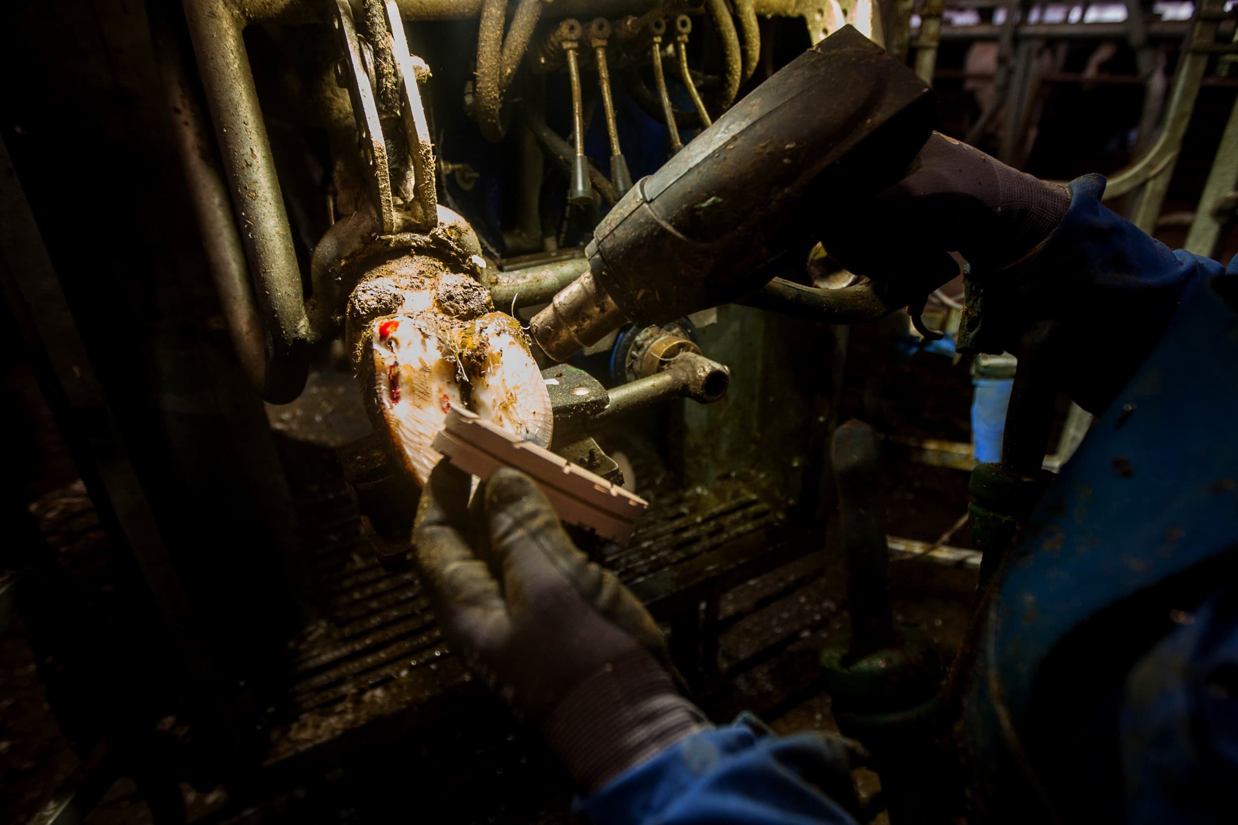 Een klauwverzorger aan het werk: de Tweede Kamer vraagt om een onderzoek naar een mogelijke uitzondering voor zelfstandigen in de agrarische sector. – Foto: Ronald Hissink