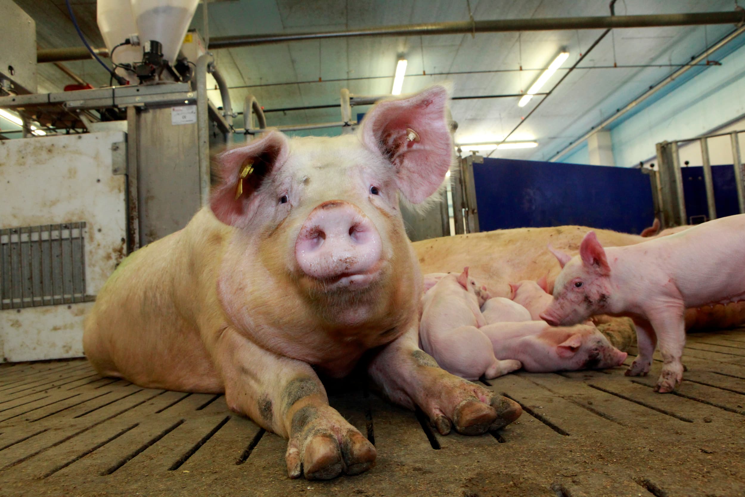 Er is eensgezindheid over de berekening van de CO2-voetafdruk van varkensvlees. Voortaan is de emissie van elke kilo varkensvlees vergelijkbaar. – Foto: Henk Riswick