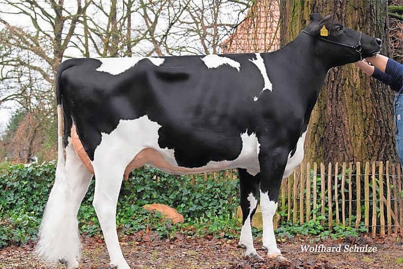 Chilton-dochter Cremona is de moeder van stier Syn Halloween van Synetics. Halloween valt op met 1.080 dagen levensduur, 107 uiergezondheid en 1.876 kilo melk. Foto: Wolfhard Schulze