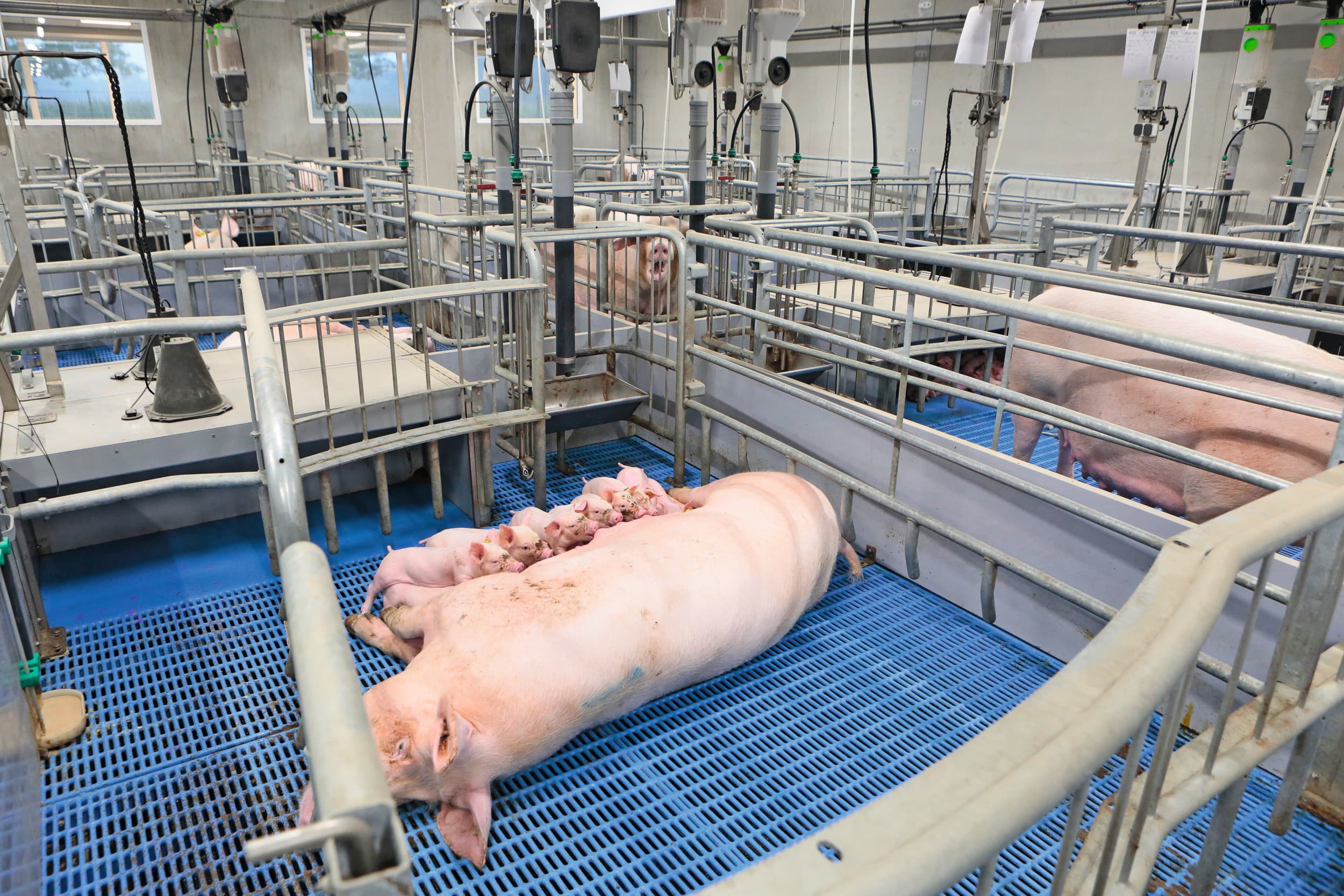 vrijloopkraamhokken vergelijkbaar met gangbare